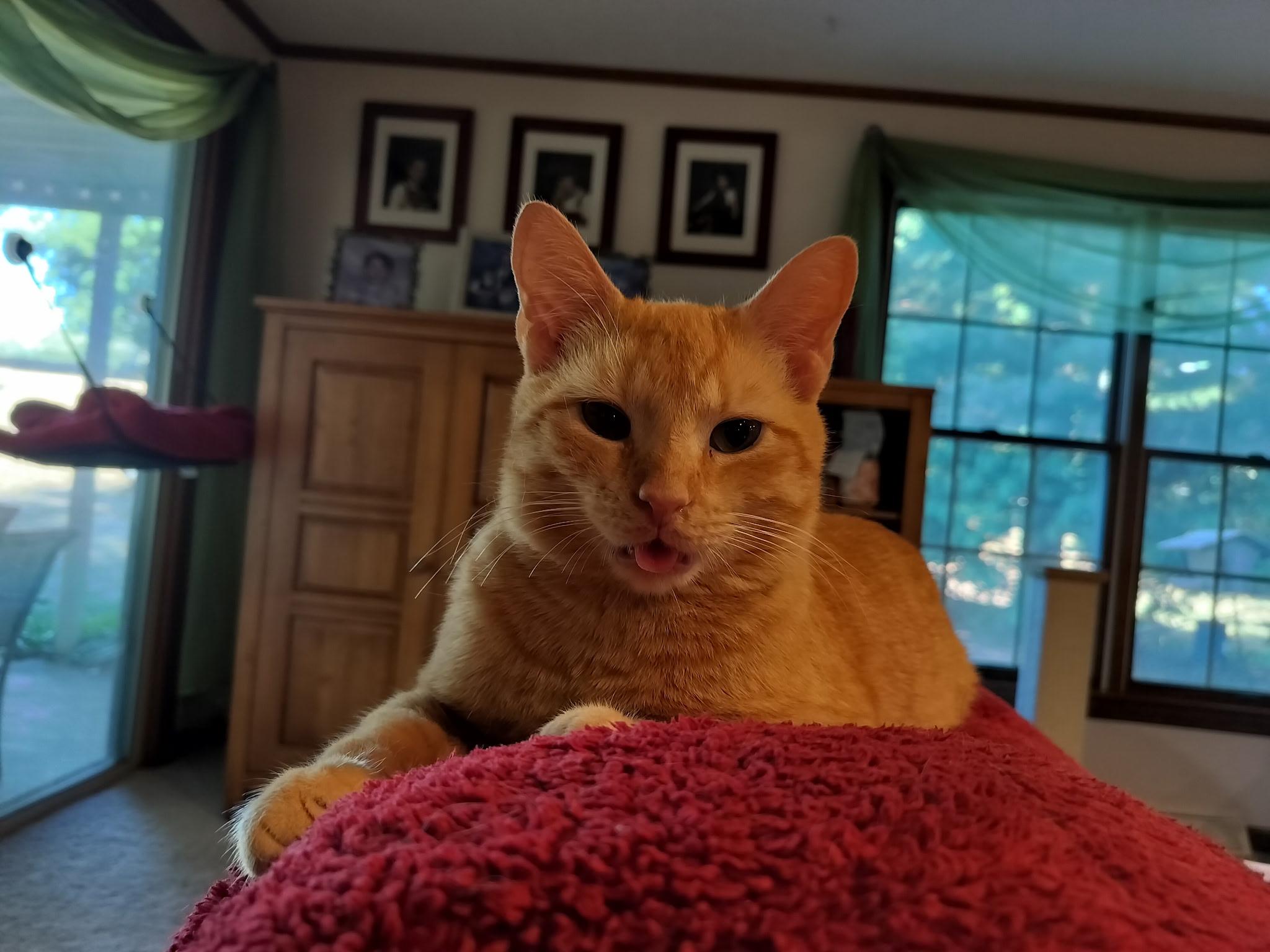 MURRAY, Adoptable, Adult Male Domestic Short Hair.