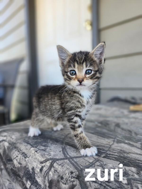 Zuri, Adoptable, Young Female Tabby.