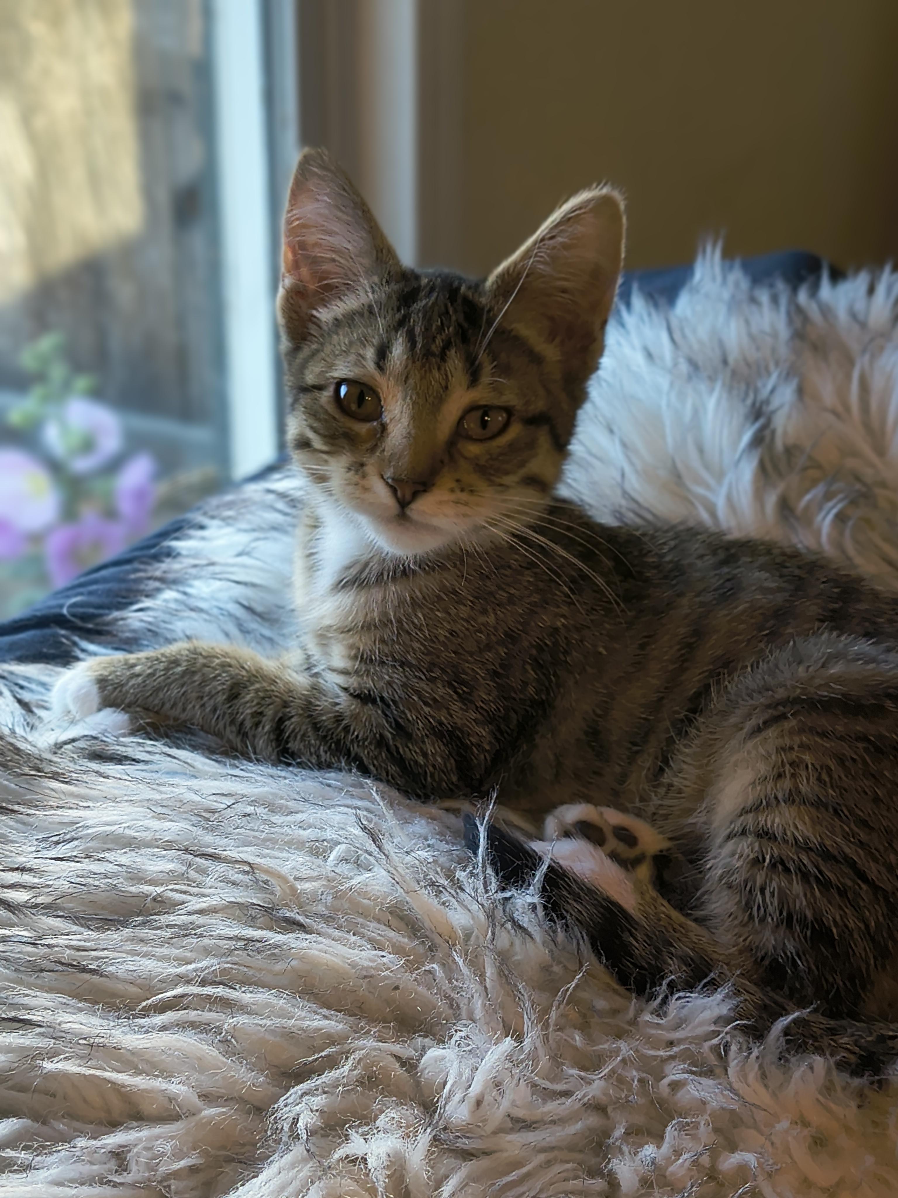 Enlarge Zuri, a Adoptable Tabby in Kennewick, WA image 2/2