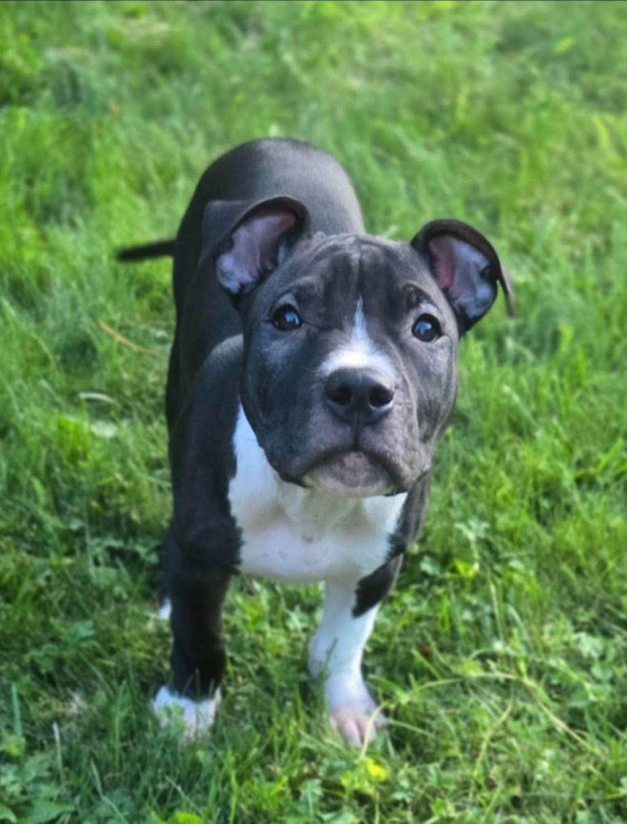 Ranger, Adoptable, Puppy Male Mixed Breed.