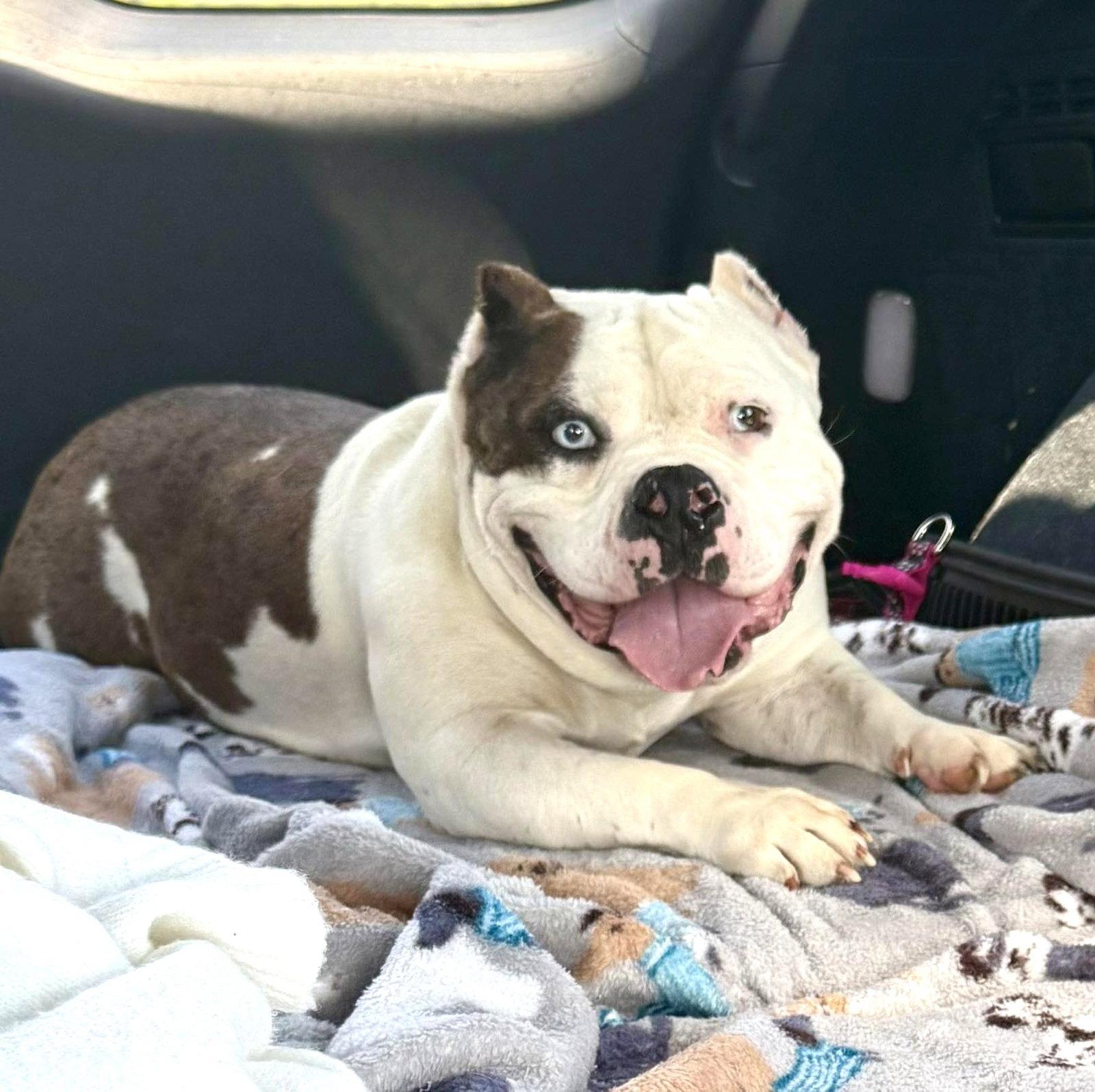 Tilly, Adoptable, Young Female American Bulldog.