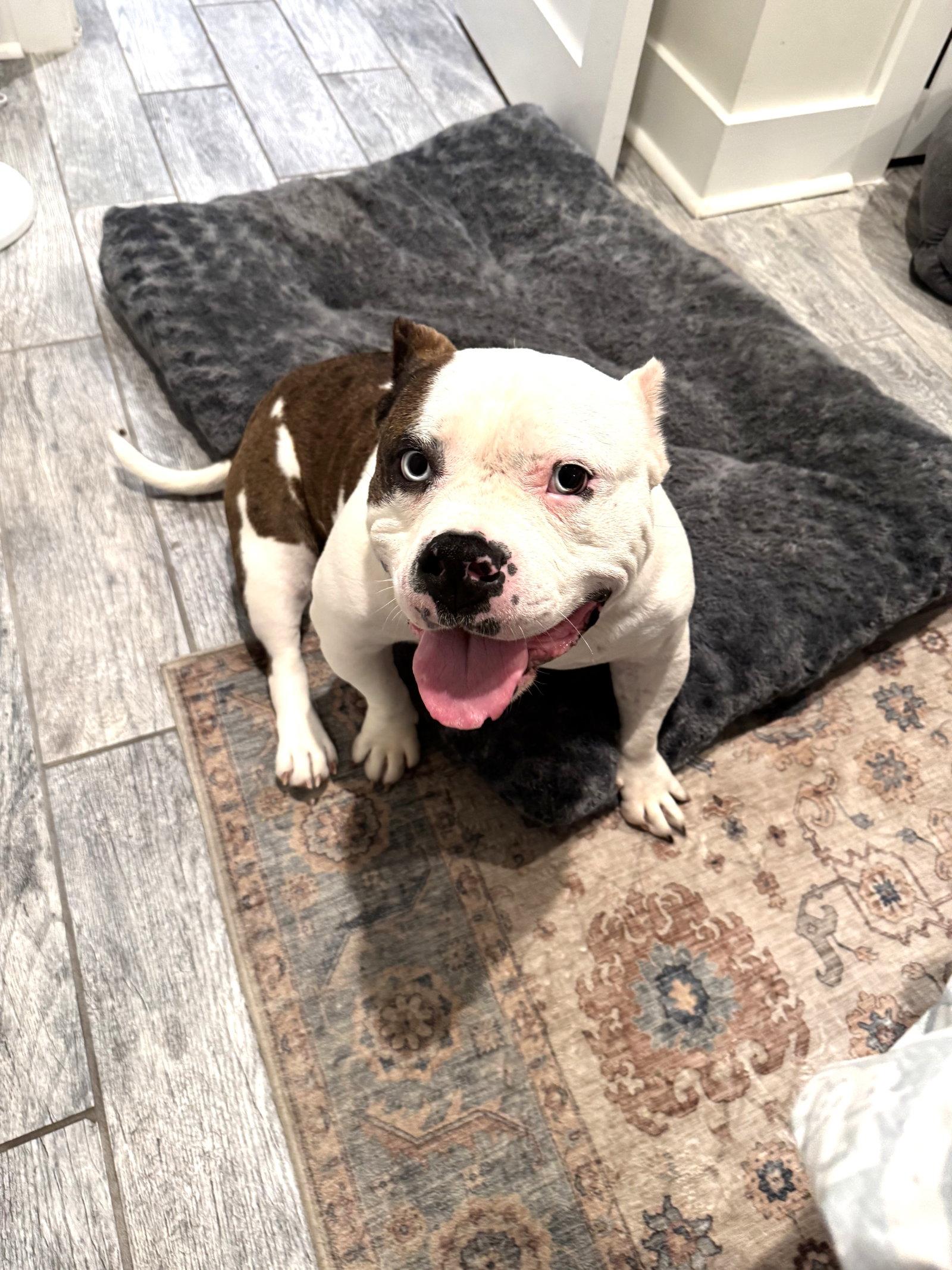 Tilly, a Adoptable American Bulldog in Rockville, MD image 2/3