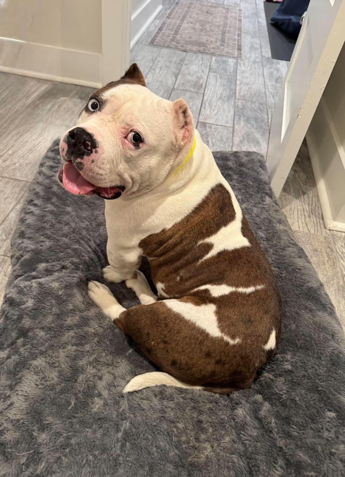 Tilly, a Adoptable American Bulldog in Rockville, MD image 3/3