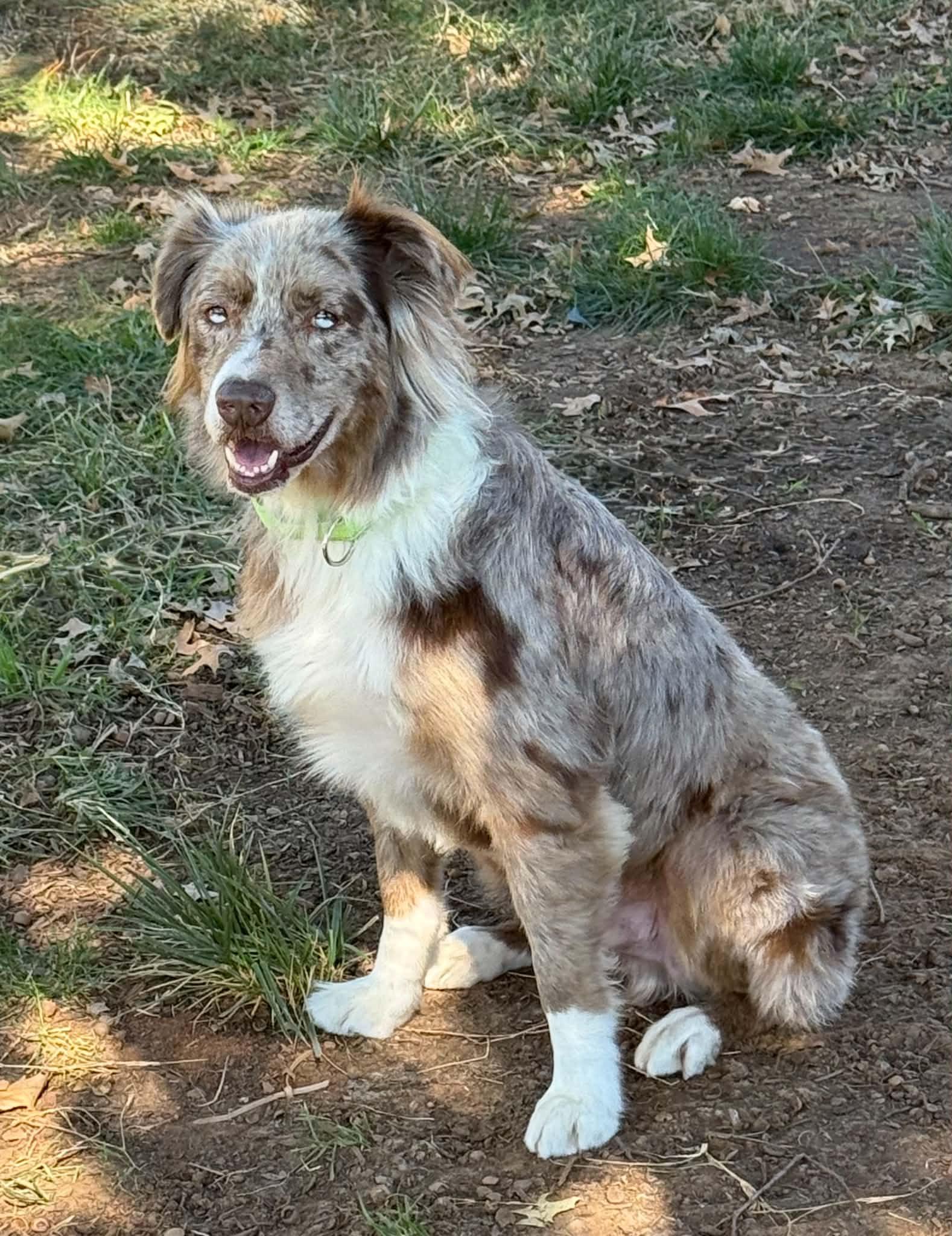 Mr. T, Adoptable, Adult Male Australian Shepherd.