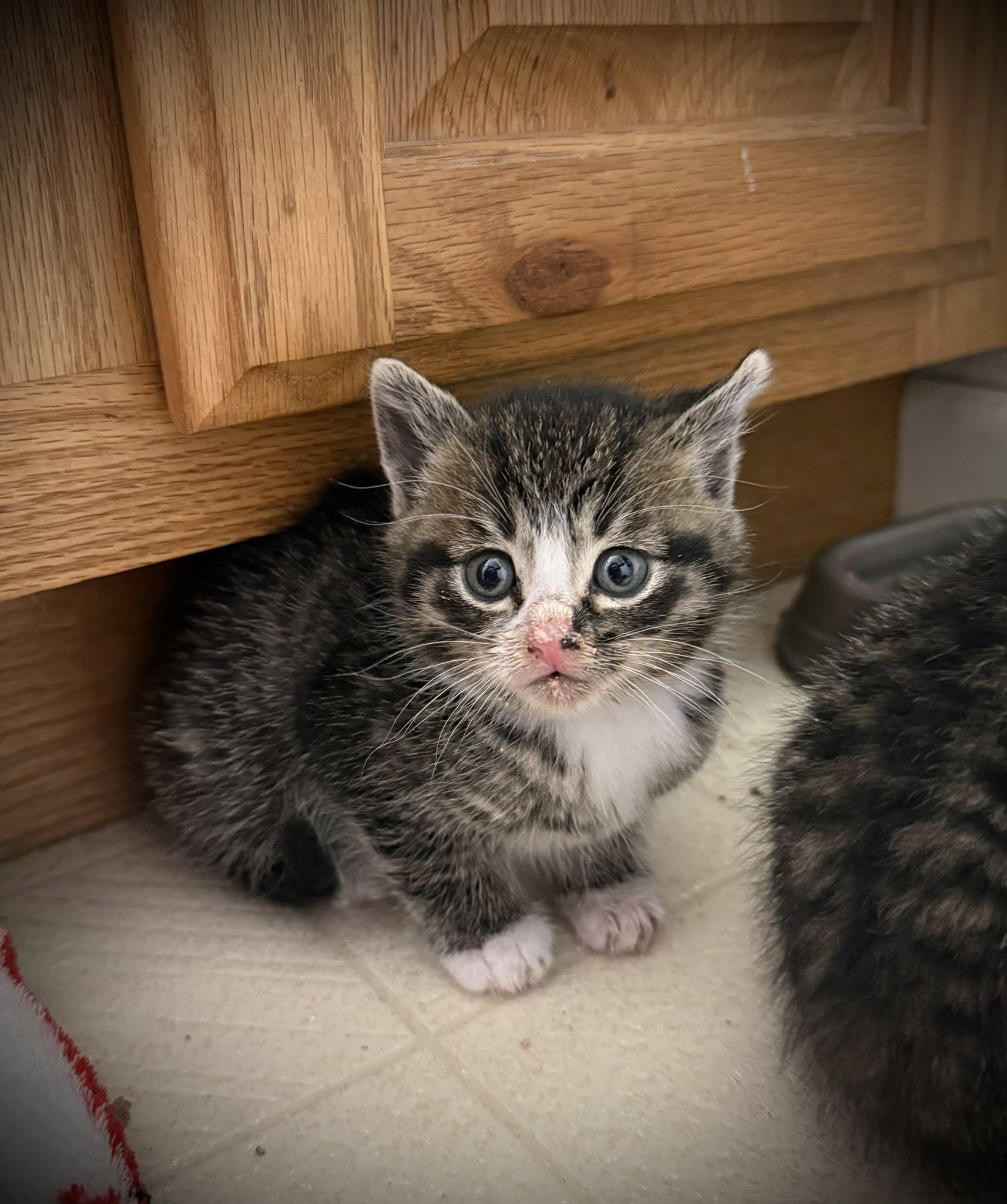 Boot, a Adoptable Domestic Short Hair in Cando, ND image 1/2
