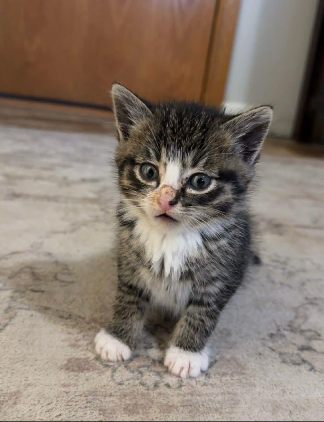 Boot, a Adoptable Domestic Short Hair in Cando, ND image 2/2
