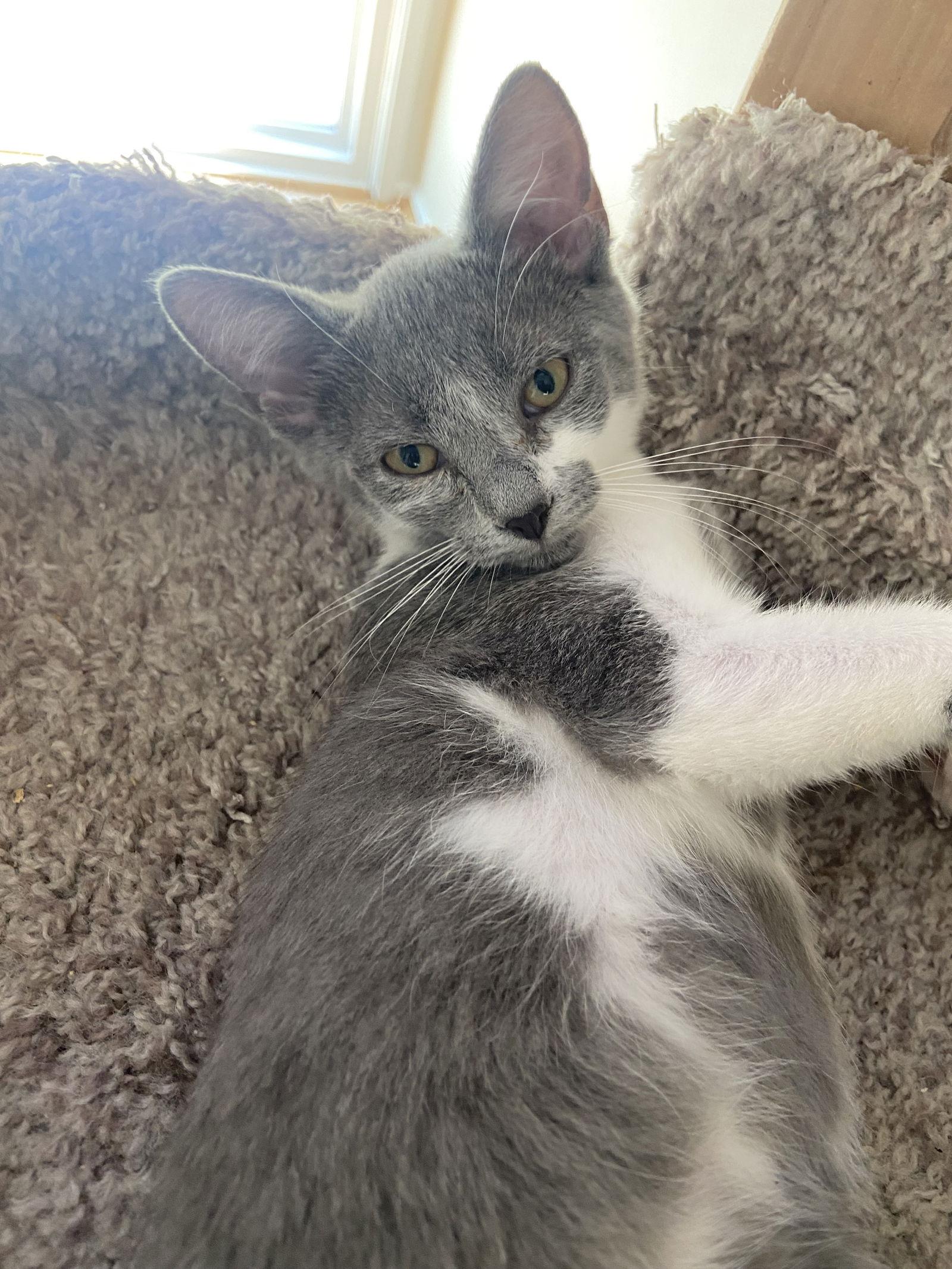 Gina - KITTEN in foster, a Adoptable Domestic Short Hair in Alexandria, VA image 1/2