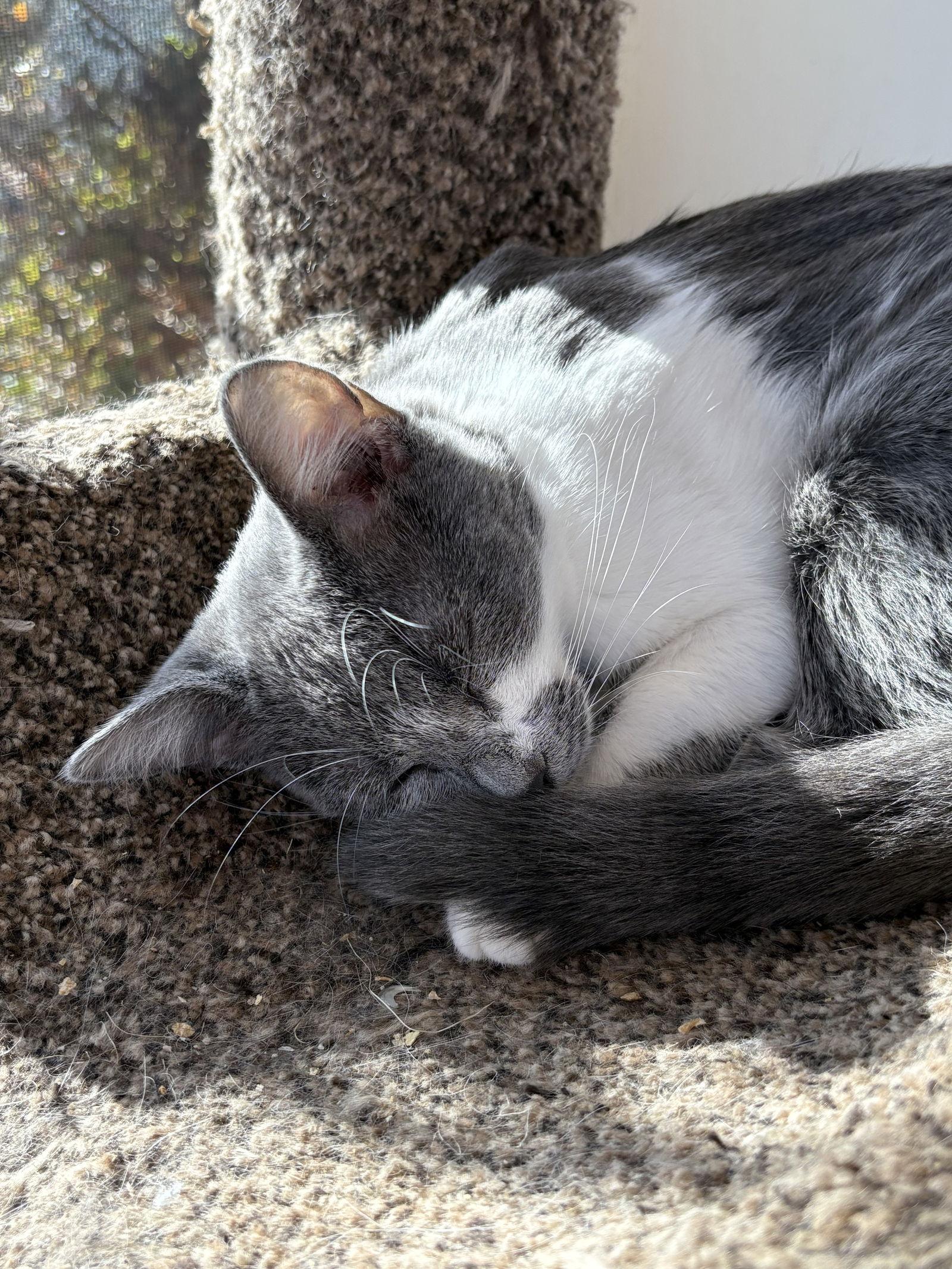 Gina - KITTEN in foster, a Adoptable Domestic Short Hair in Alexandria, VA image 2/2