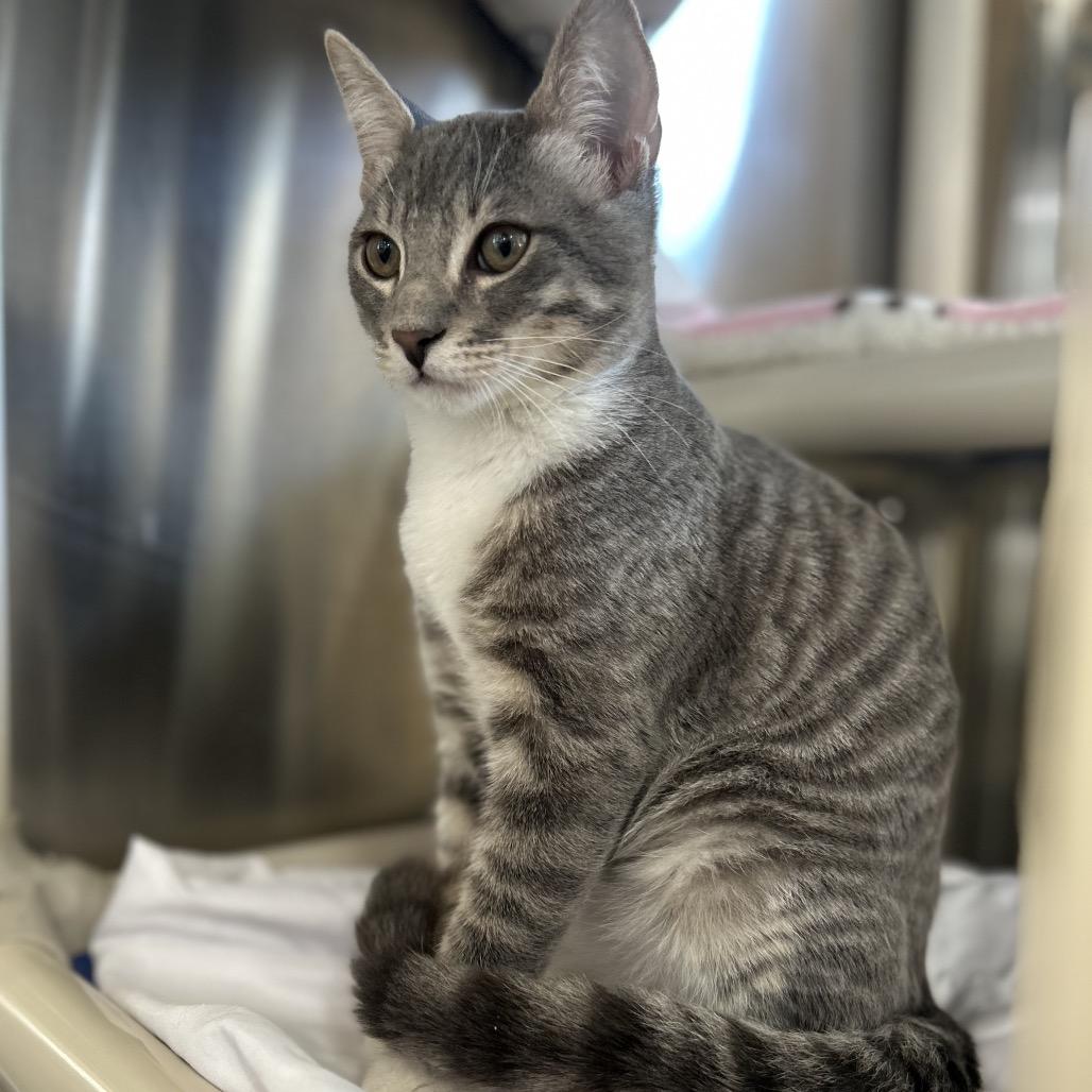 Beef Wellington, Adoptable, Young Male Domestic Short Hair.