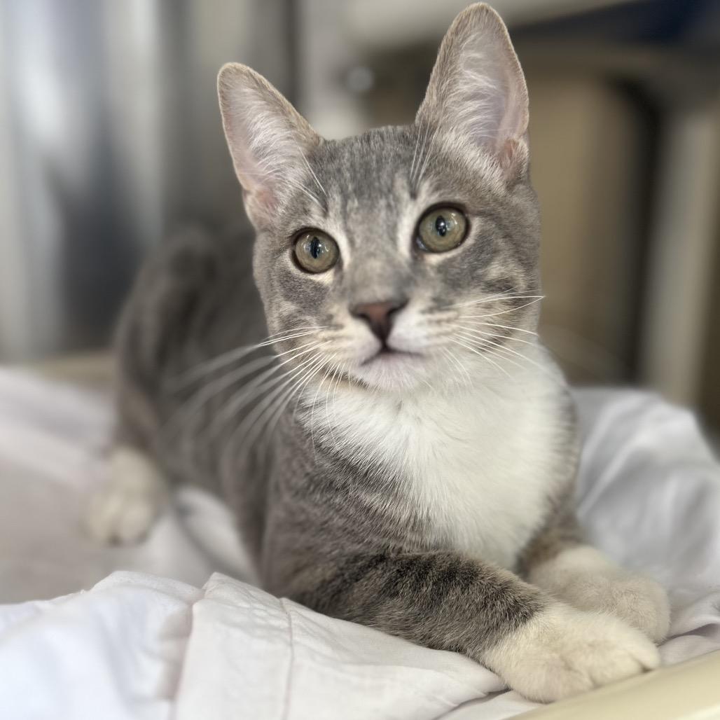 Enlarge Beef Wellington, a Adoptable Domestic Short Hair in Riverside, CA image 2/6
