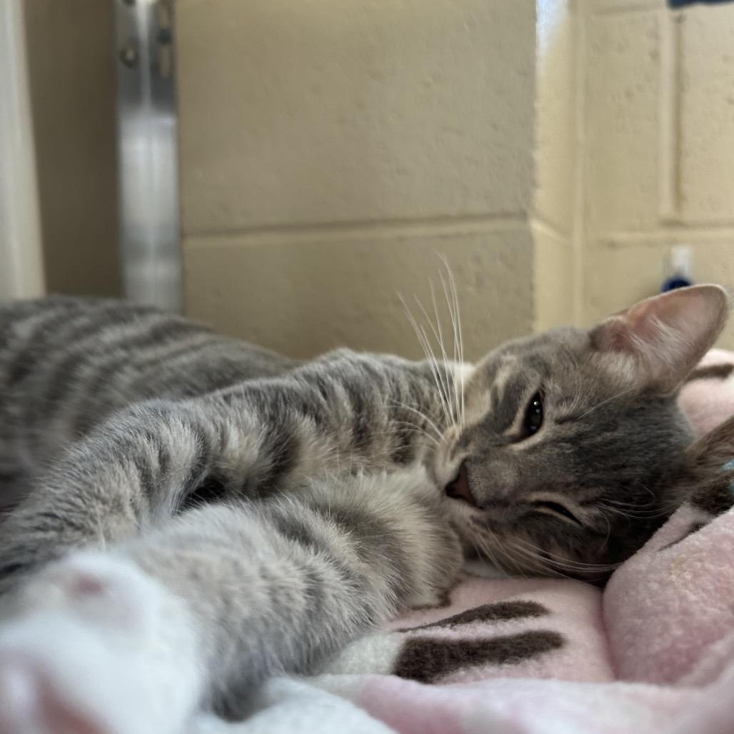 Enlarge Beef Wellington, a Adoptable Domestic Short Hair in Riverside, CA image 3/6