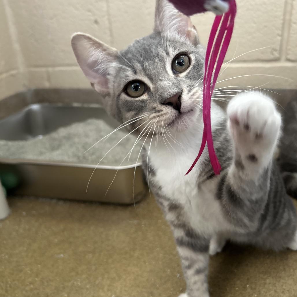 Enlarge Beef Wellington, a Adoptable Domestic Short Hair in Riverside, CA image 4/6