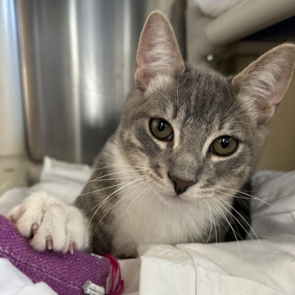 Enlarge Beef Wellington, a Adoptable Domestic Short Hair in Riverside, CA image 5/6