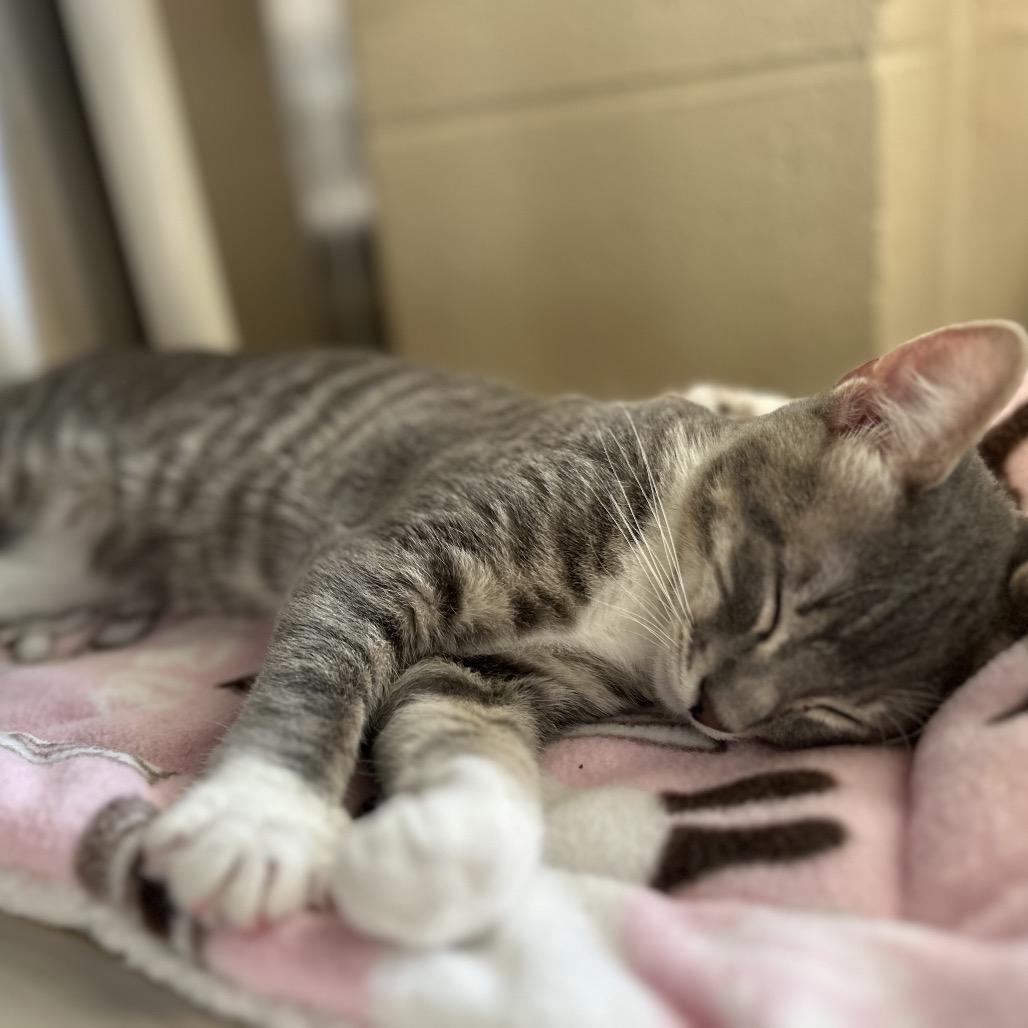 Enlarge Beef Wellington, a Adoptable Domestic Short Hair in Riverside, CA image 6/6