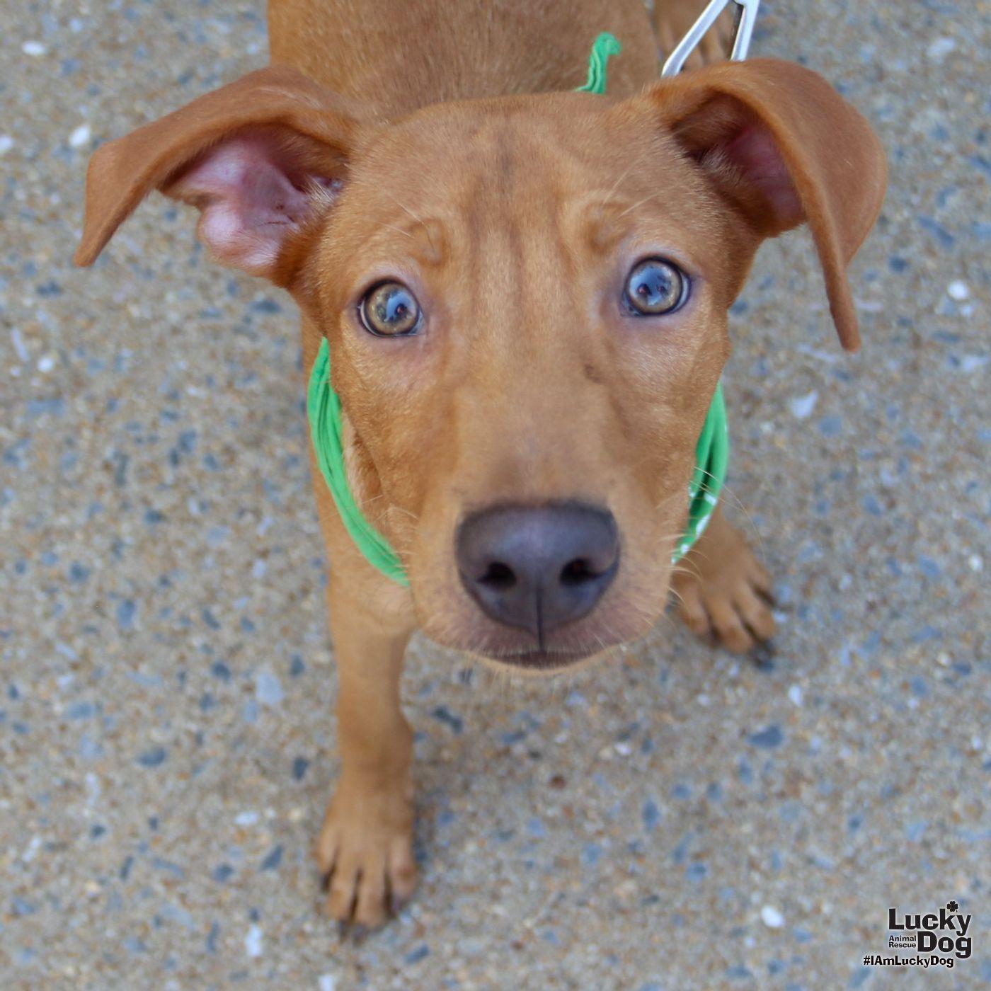 Enlarge Novak, a Adoptable mixed breed in Washington, DC image 1/3