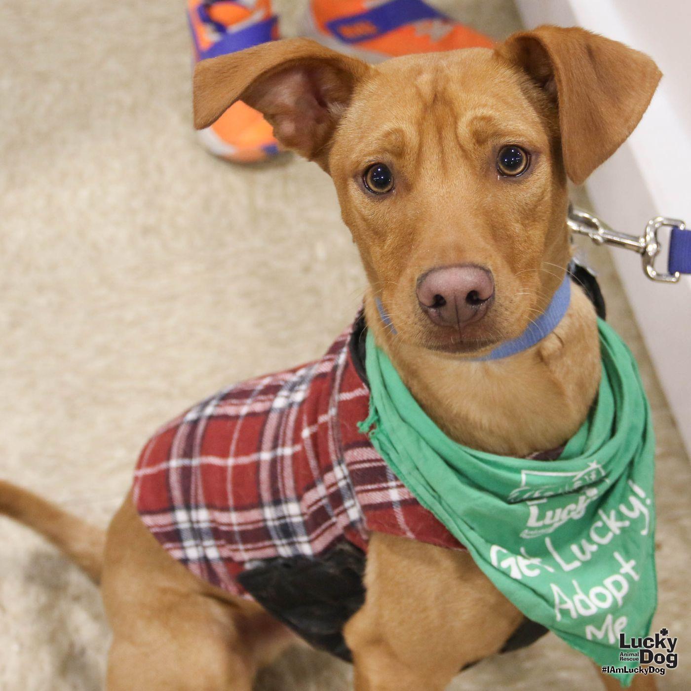 Enlarge Novak, a Adoptable mixed breed in Washington, DC image 1/3