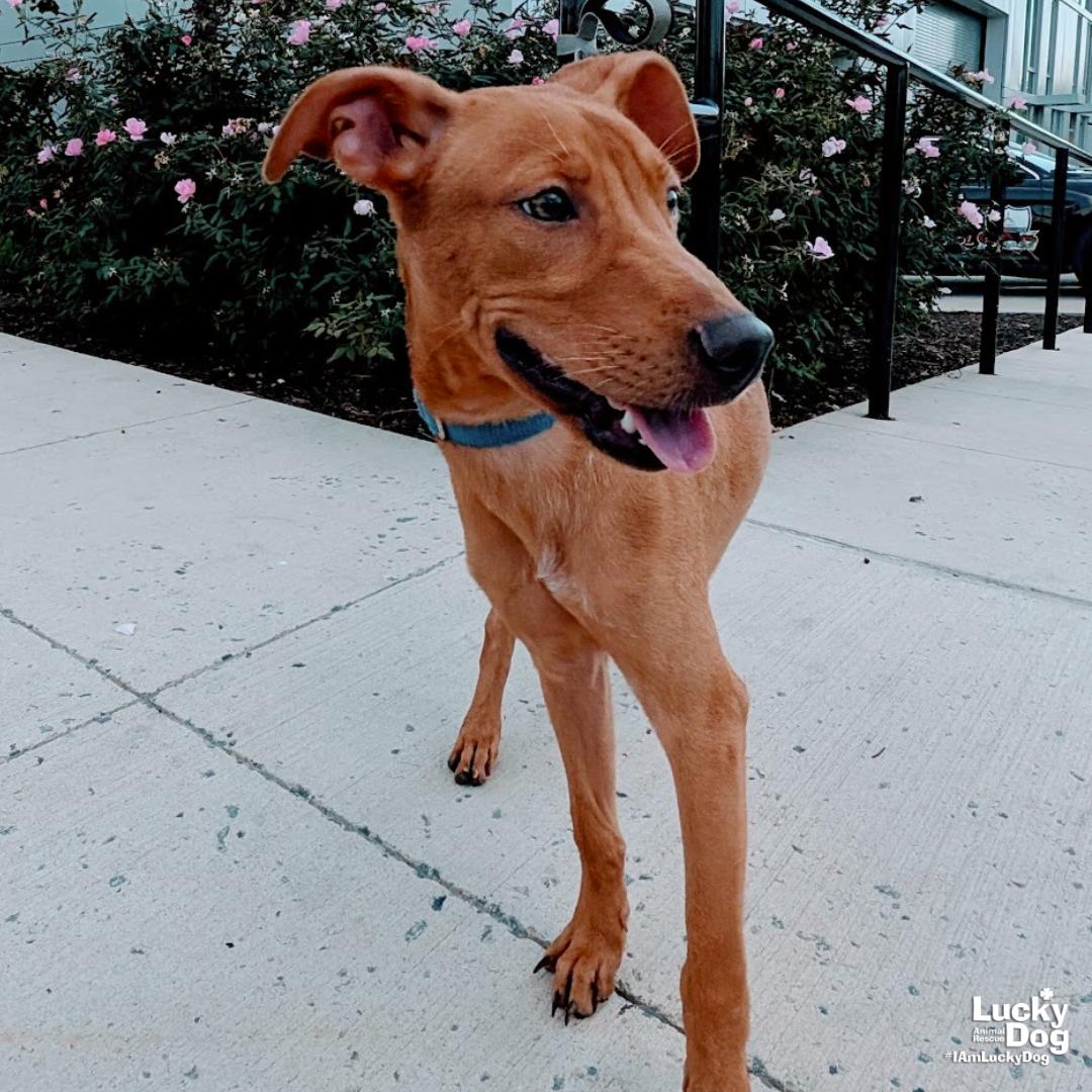 Enlarge Novak, a Adoptable mixed breed in Washington, DC image 2/3