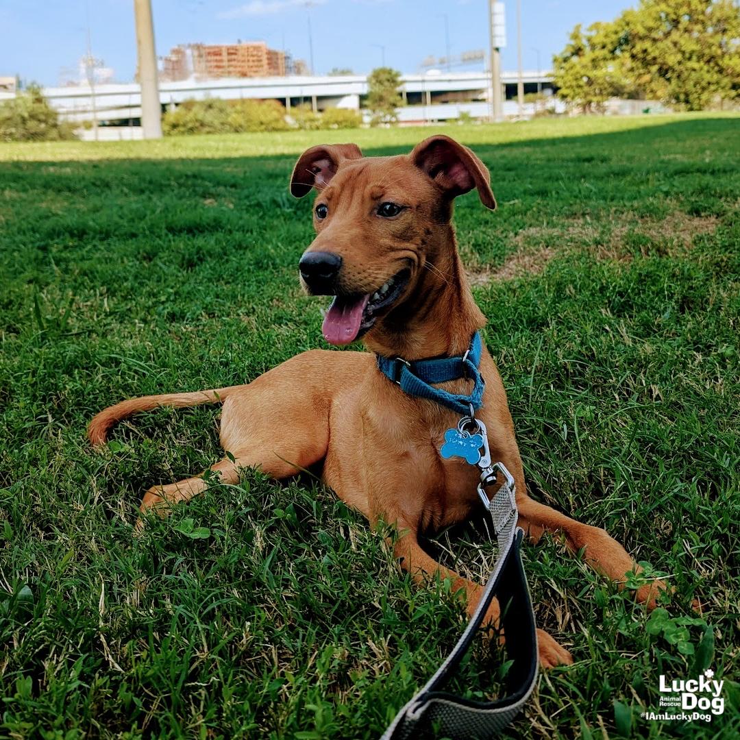 Enlarge Novak, a Adoptable mixed breed in Washington, DC image 3/3