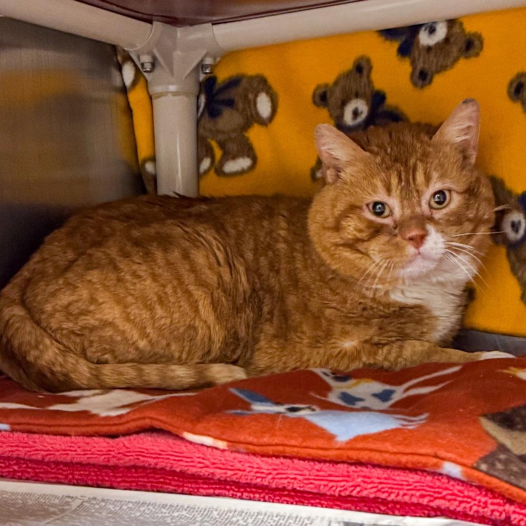 Vinny, Adoptable, Senior Male Domestic Short Hair.