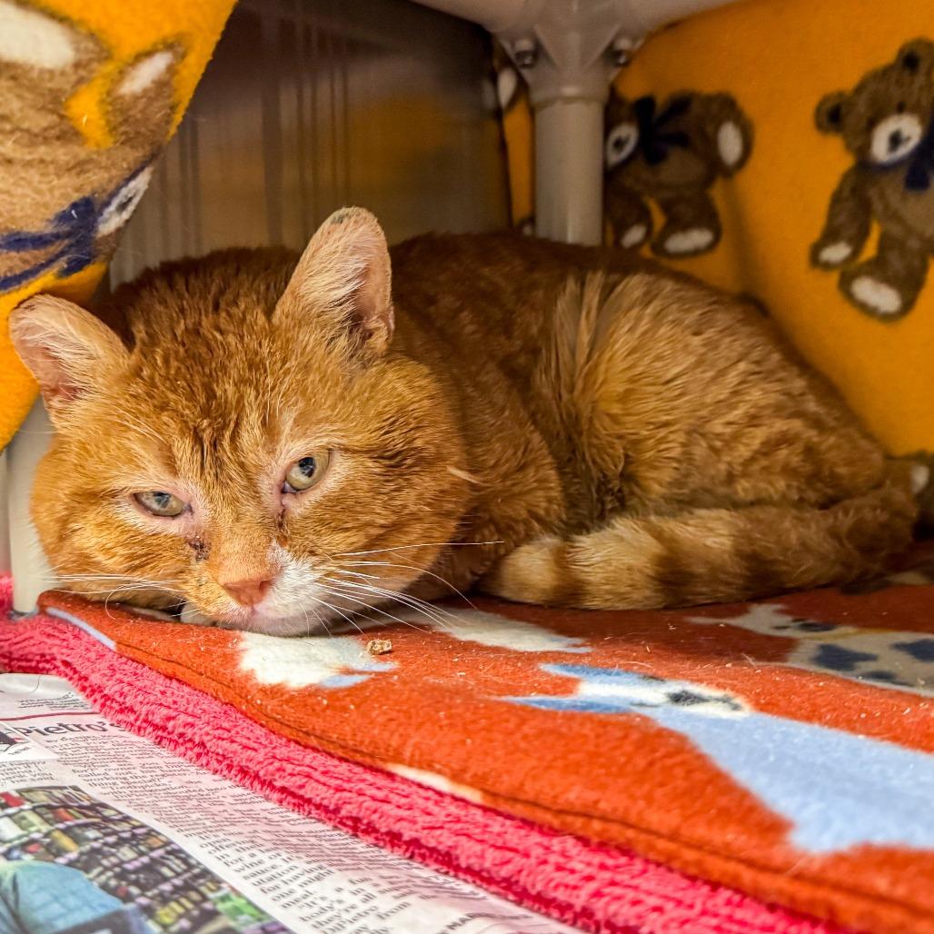 Enlarge Vinny, a Adoptable Domestic Short Hair in Kennebunk, ME image 2/3
