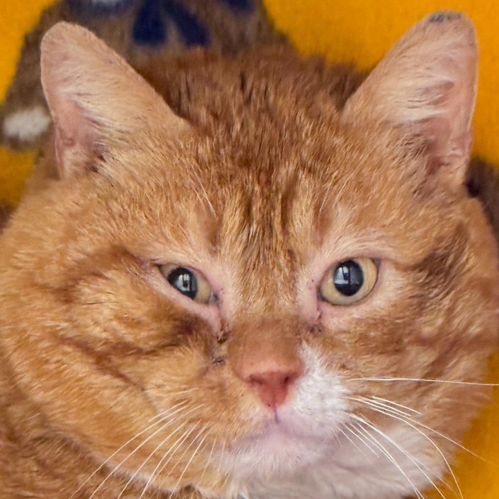 Enlarge Vinny, a Adoptable Domestic Short Hair in Kennebunk, ME image 3/3
