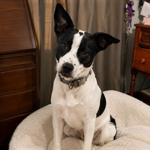 Enlarge Apollo Handsome, Loving, Cuddles. Good w/Dogs, a Adoptable mixed breed in South Burlington, VT image 5/6