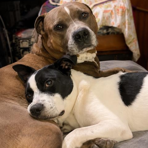 Enlarge Apollo Handsome, Loving, Cuddles. Good w/Dogs, a Adoptable mixed breed in South Burlington, VT image 6/6