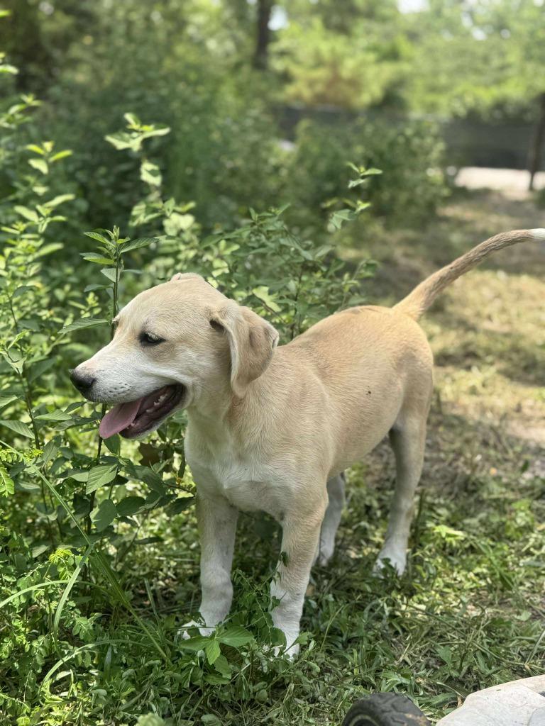 Flint, Adoptable, Young Male Yellow Labrador Retriever & Mixed Breed.
