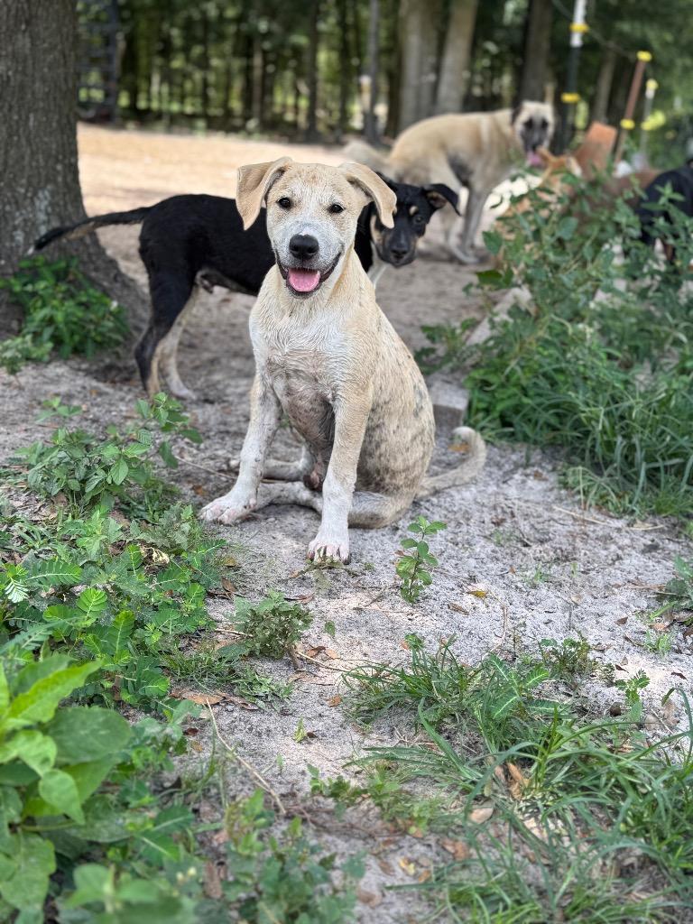 Enlarge Flint, a Adoptable mixed breed in Waynesville, GA image 2/6