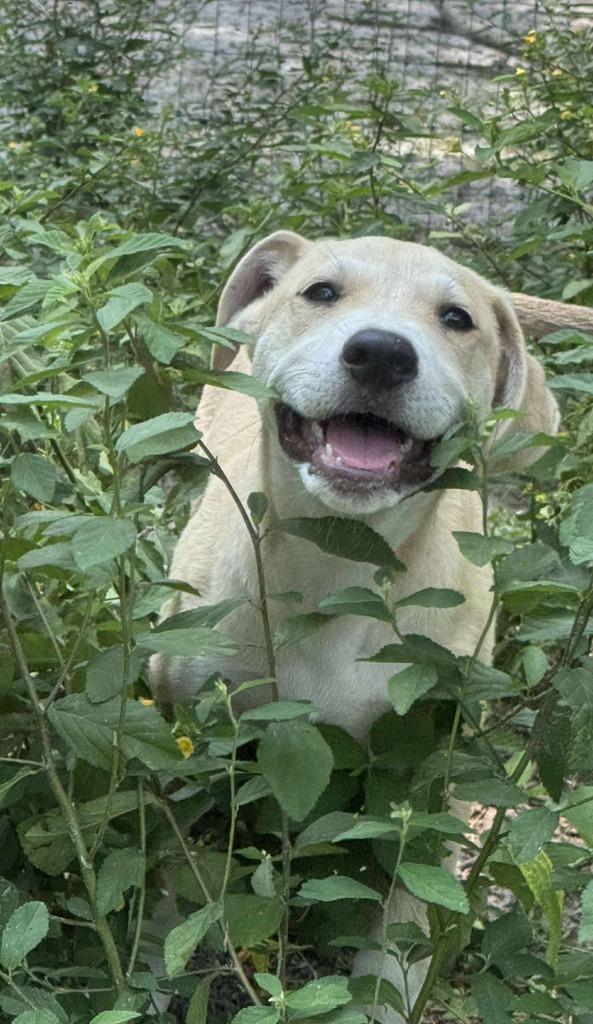 Enlarge Flint, a Adoptable mixed breed in Waynesville, GA image 3/6