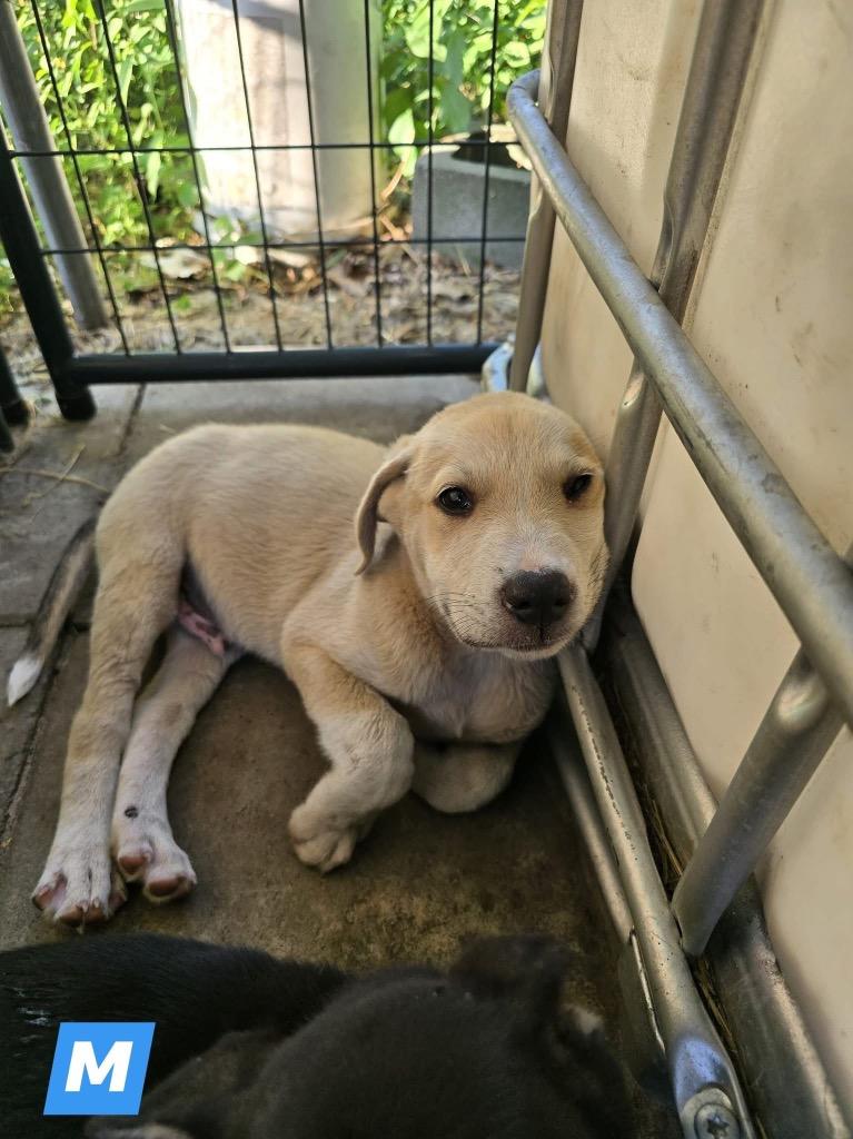 Enlarge Flint, a Adoptable mixed breed in Waynesville, GA image 4/6