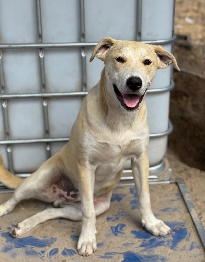 Enlarge Flint, a Adoptable mixed breed in Waynesville, GA image 5/6