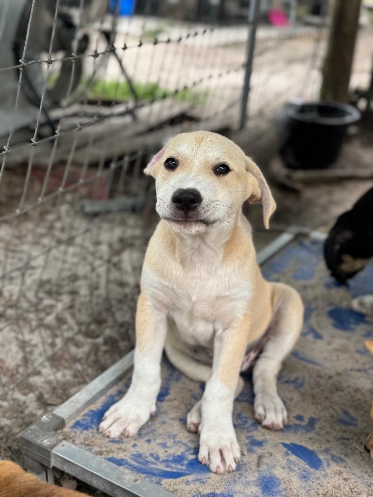 Enlarge Flint, a Adoptable mixed breed in Waynesville, GA image 6/6