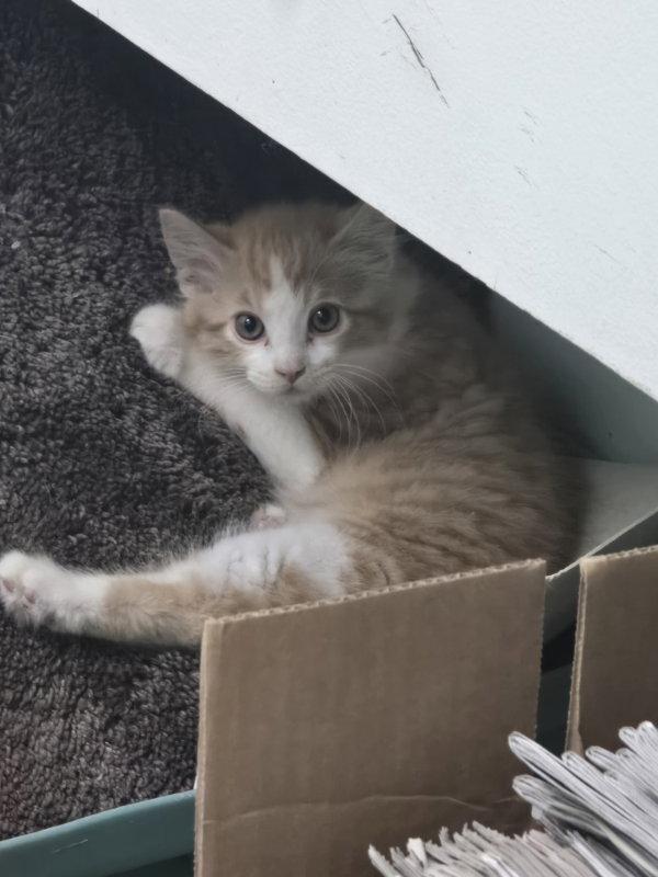 Nacho, Adoptable, Kitten Male Domestic Short Hair.