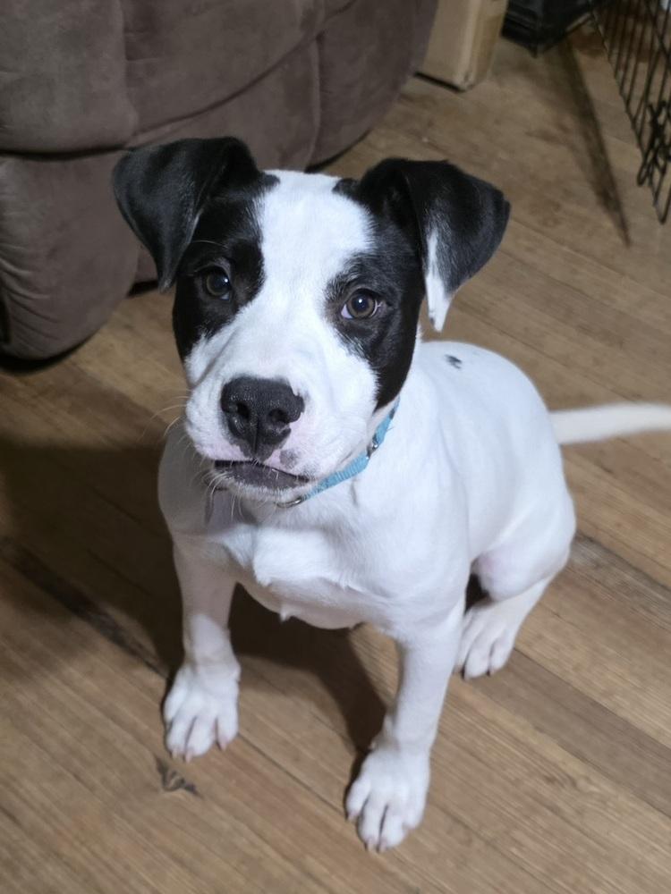 Enlarge Buster Bee, a Adoptable mixed breed in Boston, MA image 1/6