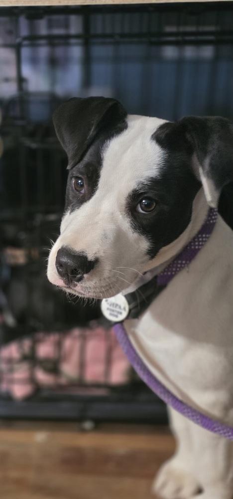 Enlarge Buster Bee, a Adoptable mixed breed in Boston, MA image 2/6