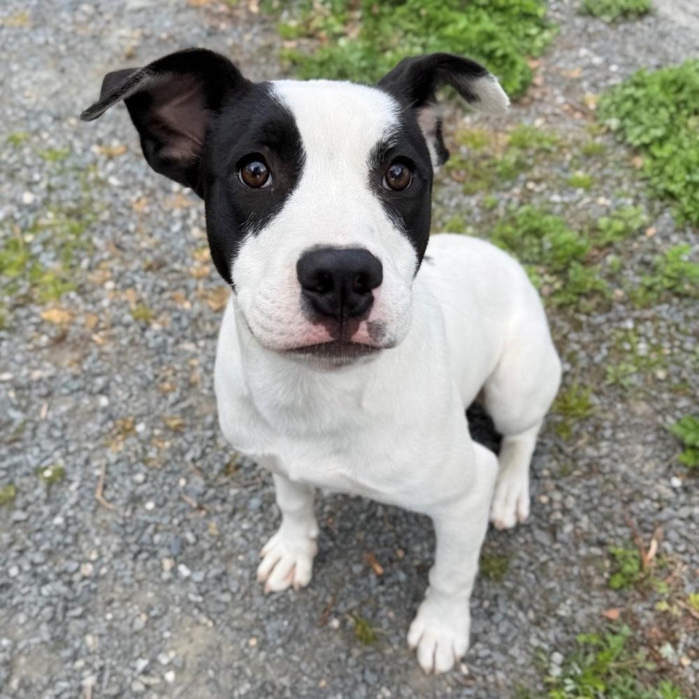 Enlarge Buster Bee, a Adoptable mixed breed in Boston, MA image 3/6