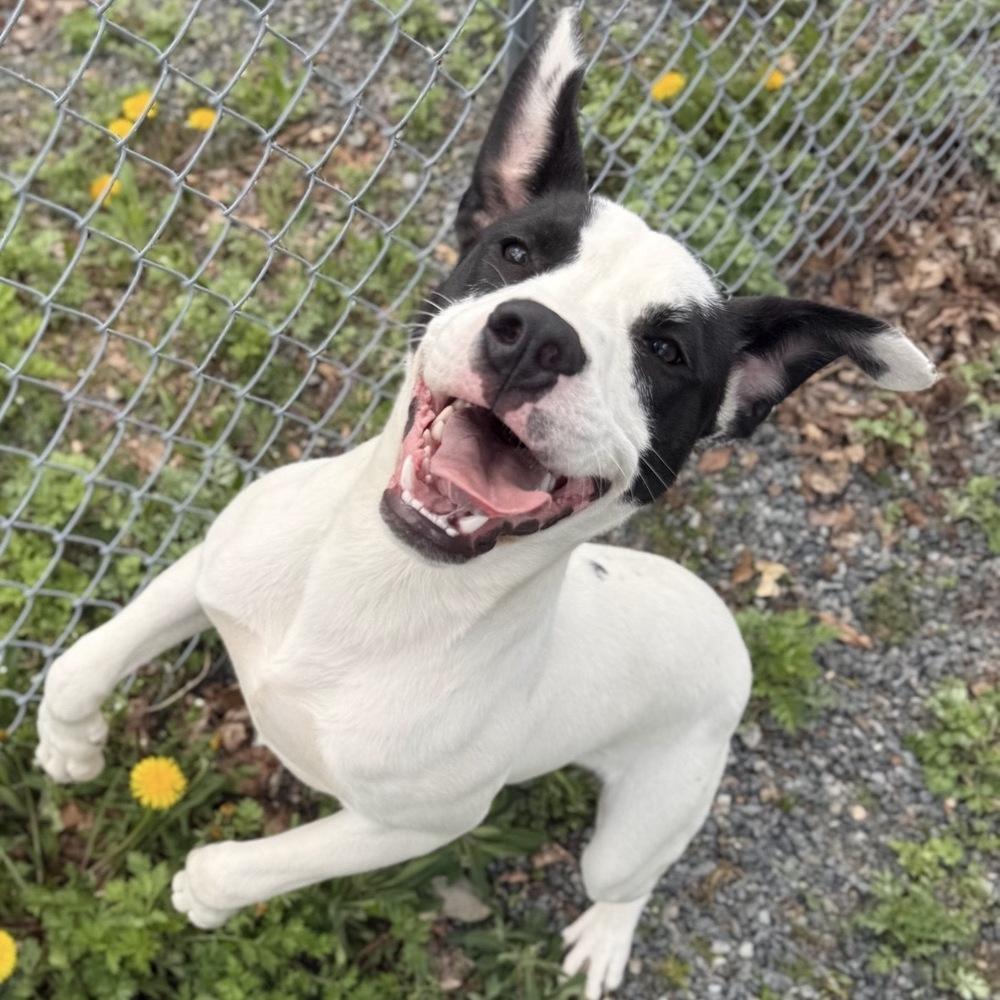 Enlarge Buster Bee, a Adoptable mixed breed in Boston, MA image 4/6