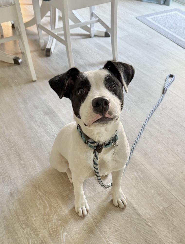Enlarge Buster Bee, a Adoptable mixed breed in Boston, MA image 5/6