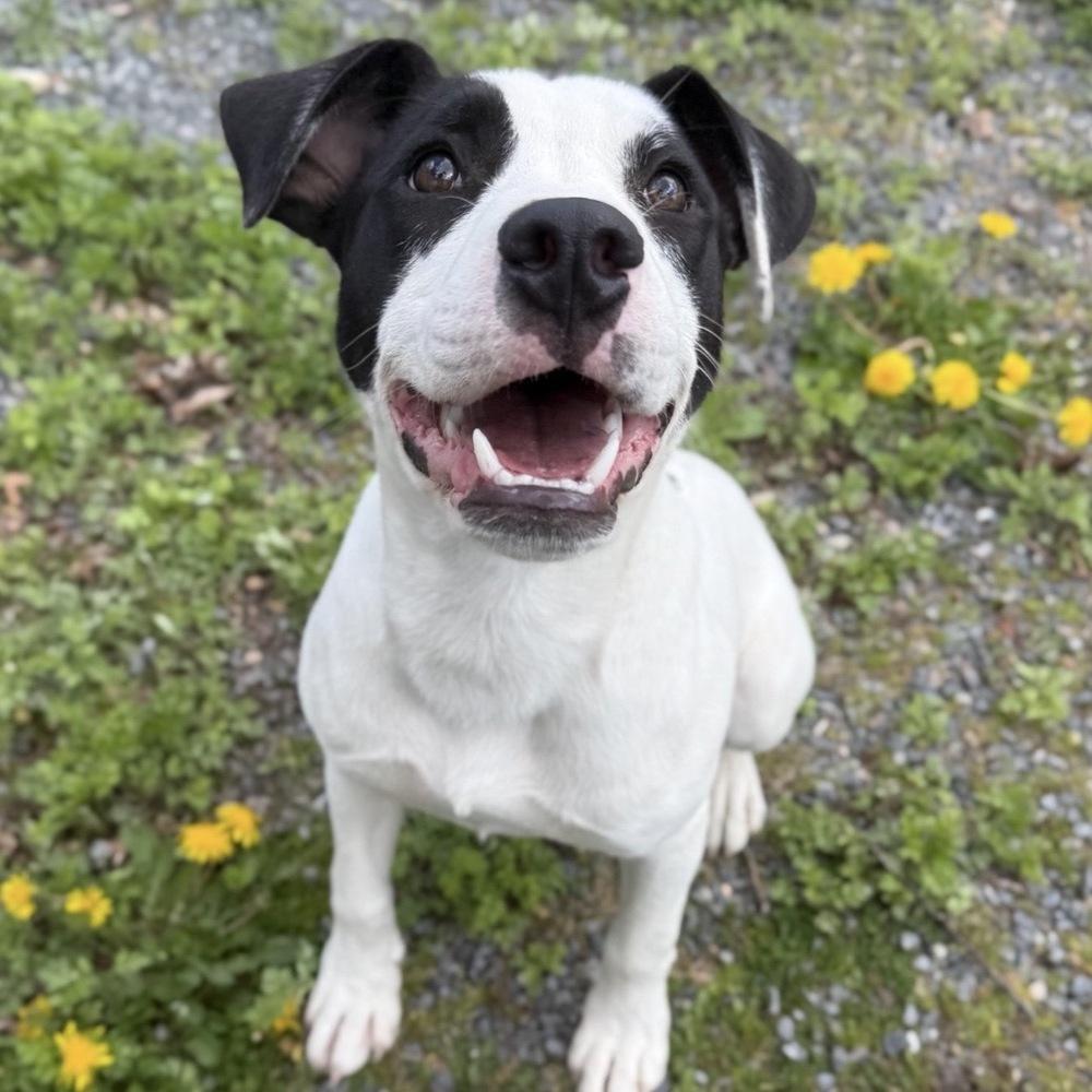 Enlarge Buster Bee, a Adoptable mixed breed in Boston, MA image 6/6