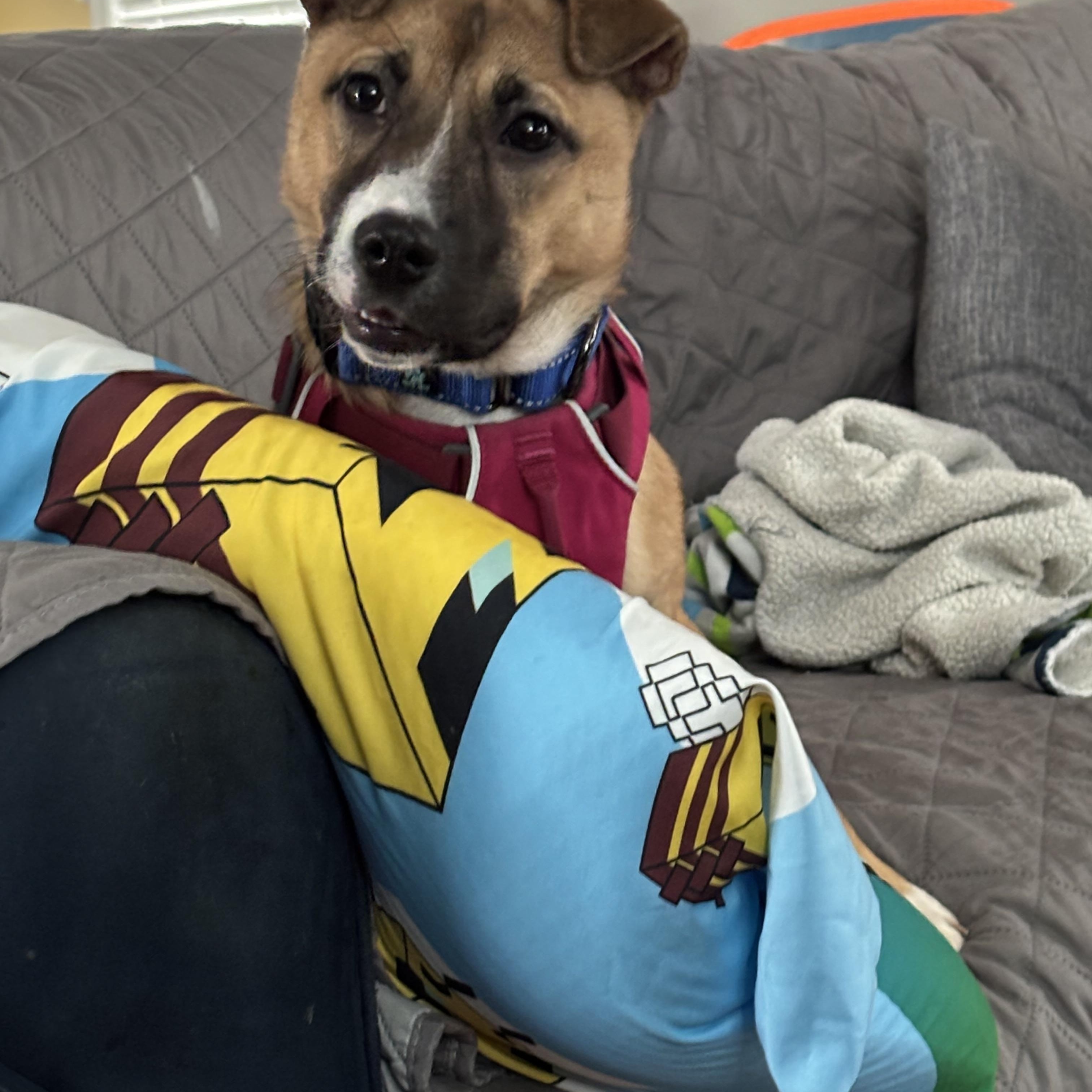 Skye , a Adoptable mixed breed in Sanford, NC image 4/4