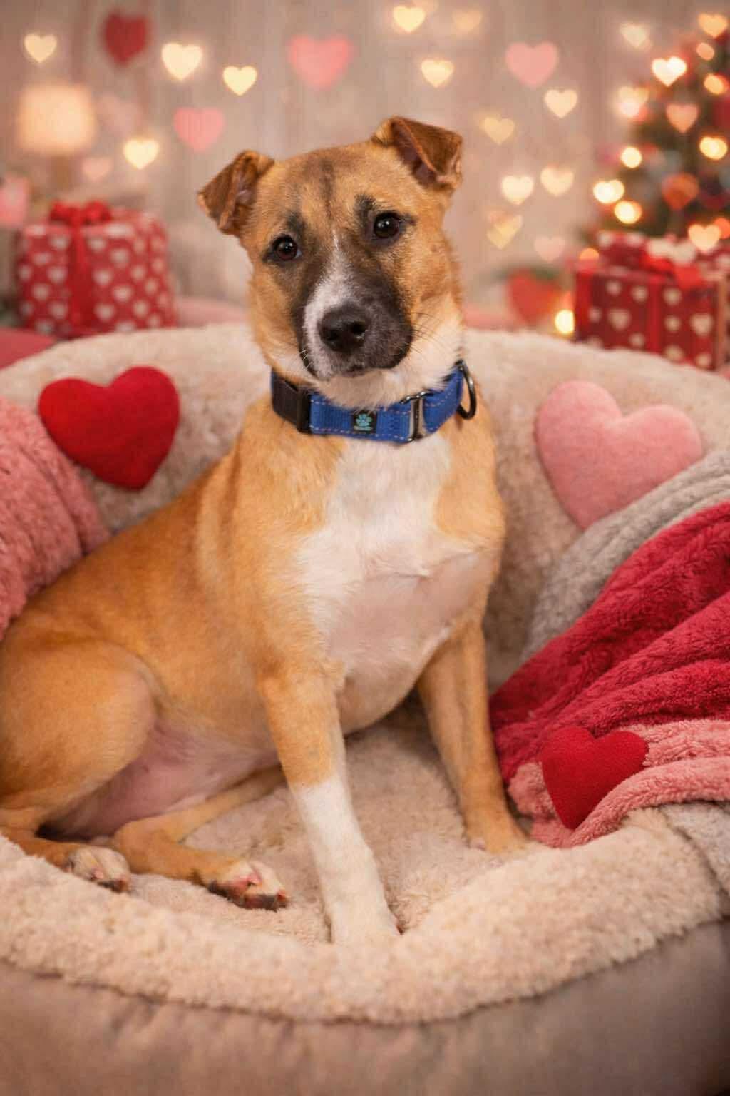 Skye , a Adoptable mixed breed in Sanford, NC image 3/4