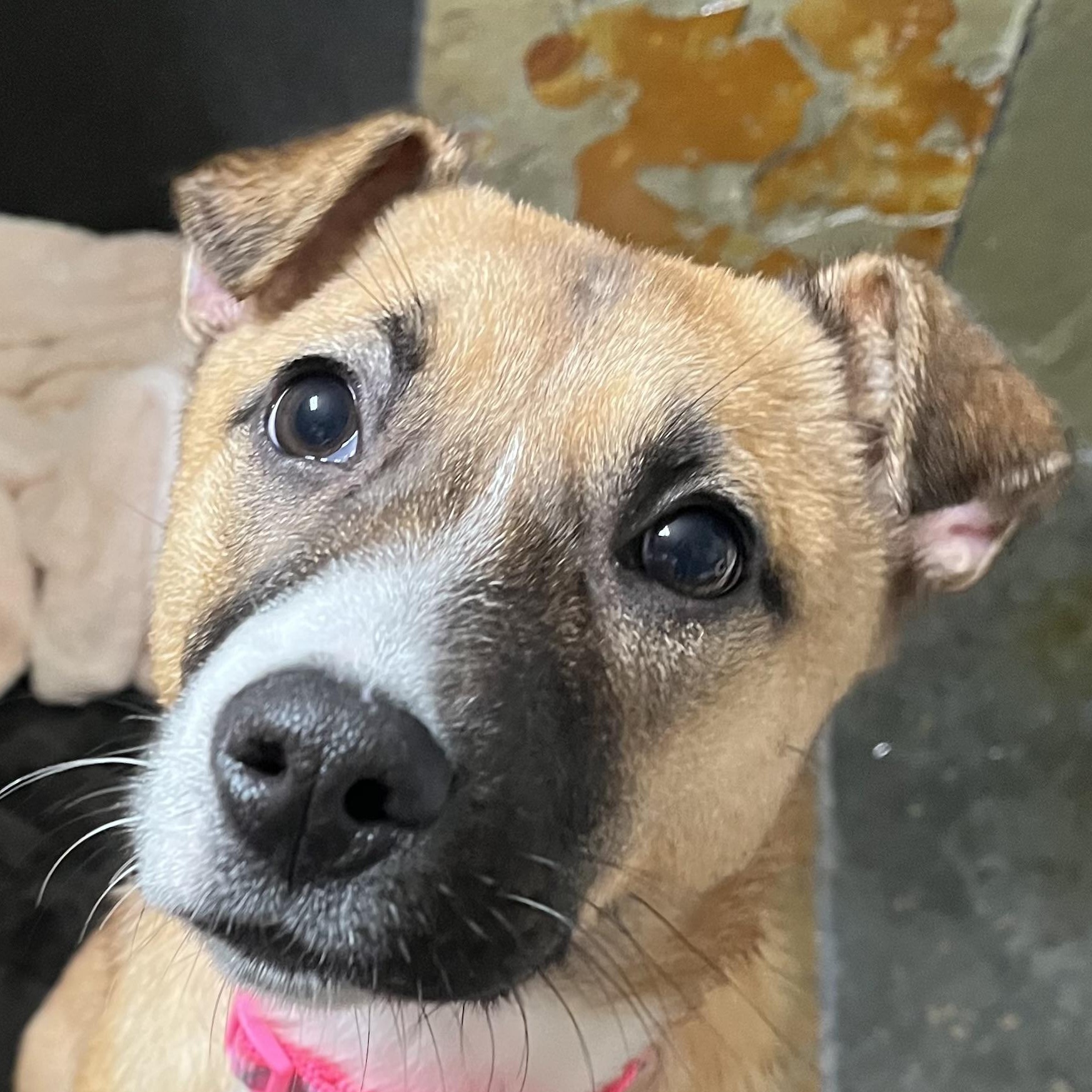 Skye , Adoptable, Puppy Female Shepherd & Labrador Retriever.