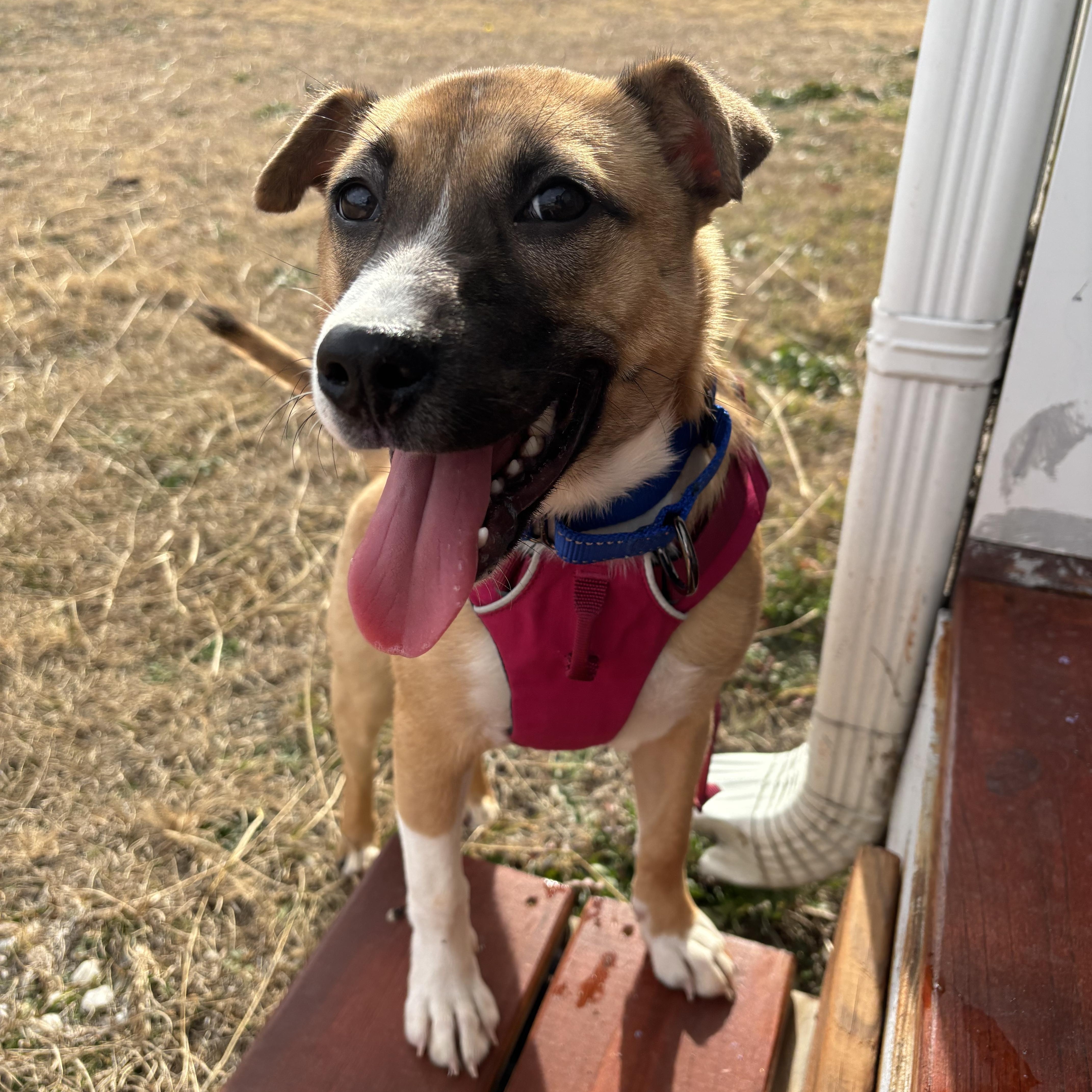 Skye , a Adoptable mixed breed in Sanford, NC image 2/4