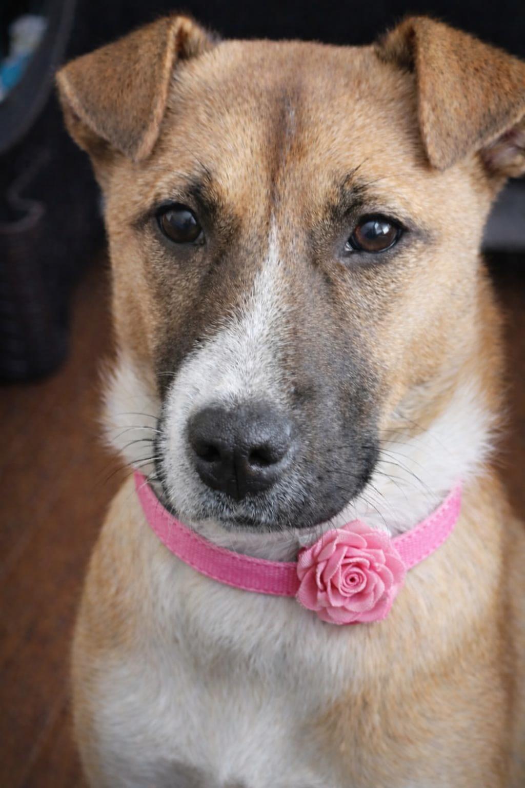 Skye , Adoptable, Puppy Female Shepherd & Shar-Pei.