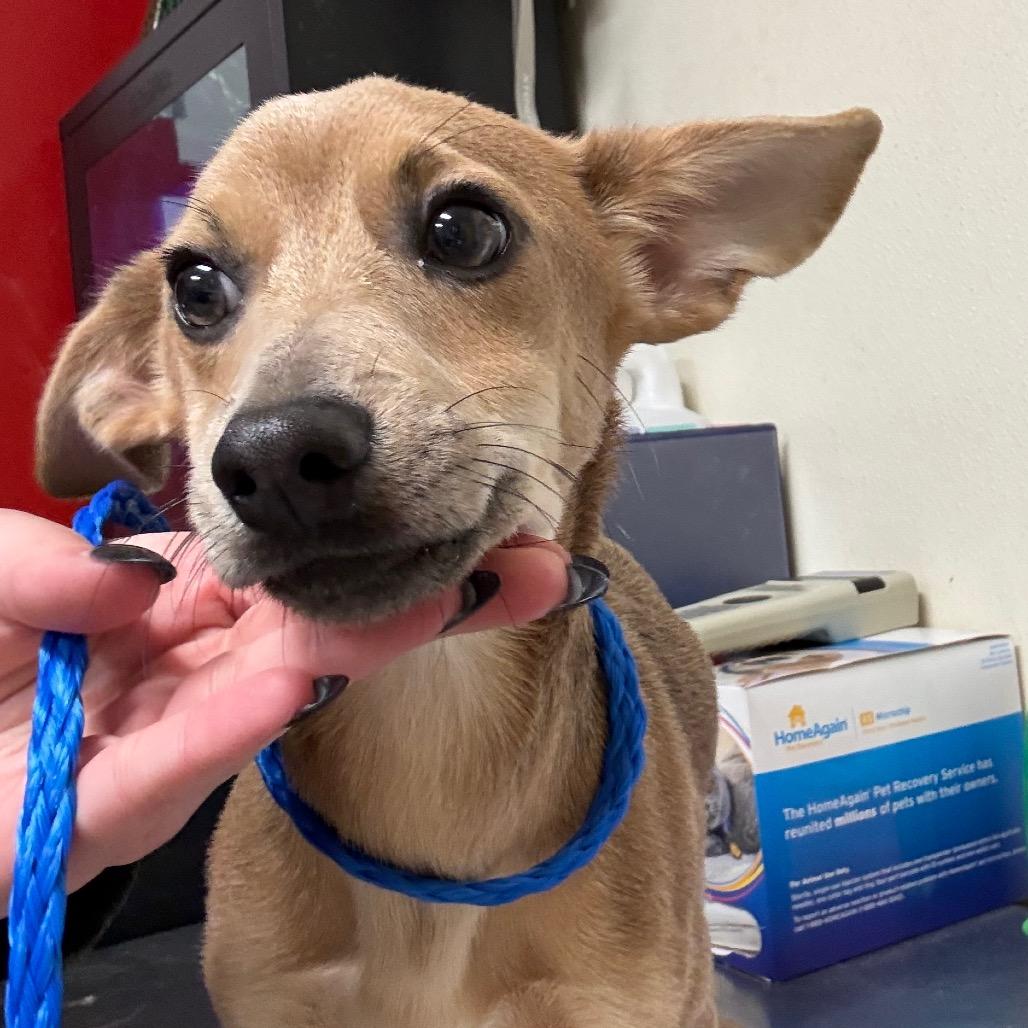 Buck, Adoptable, Puppy Male Dachshund.