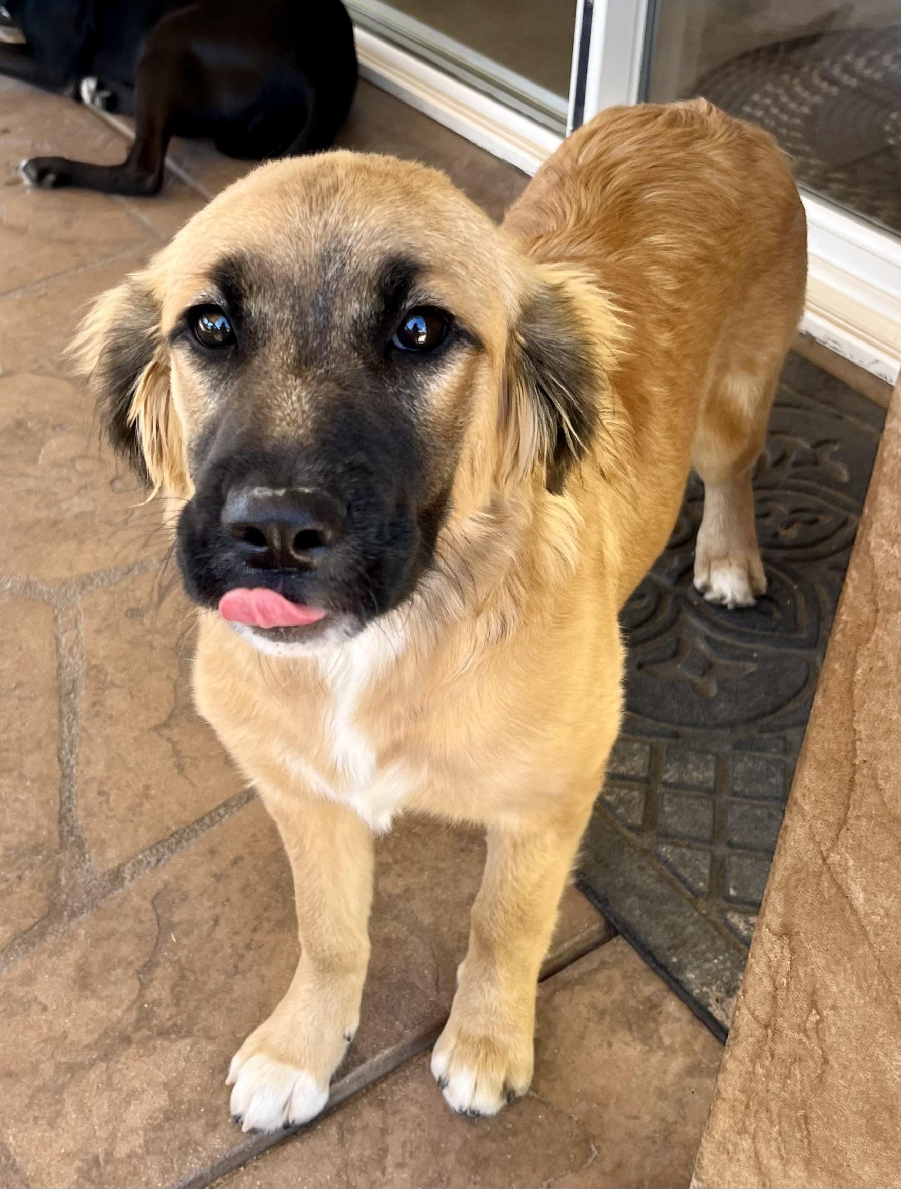 Daisy, an adopted mixed breed in Lancaster, CA image 4/6