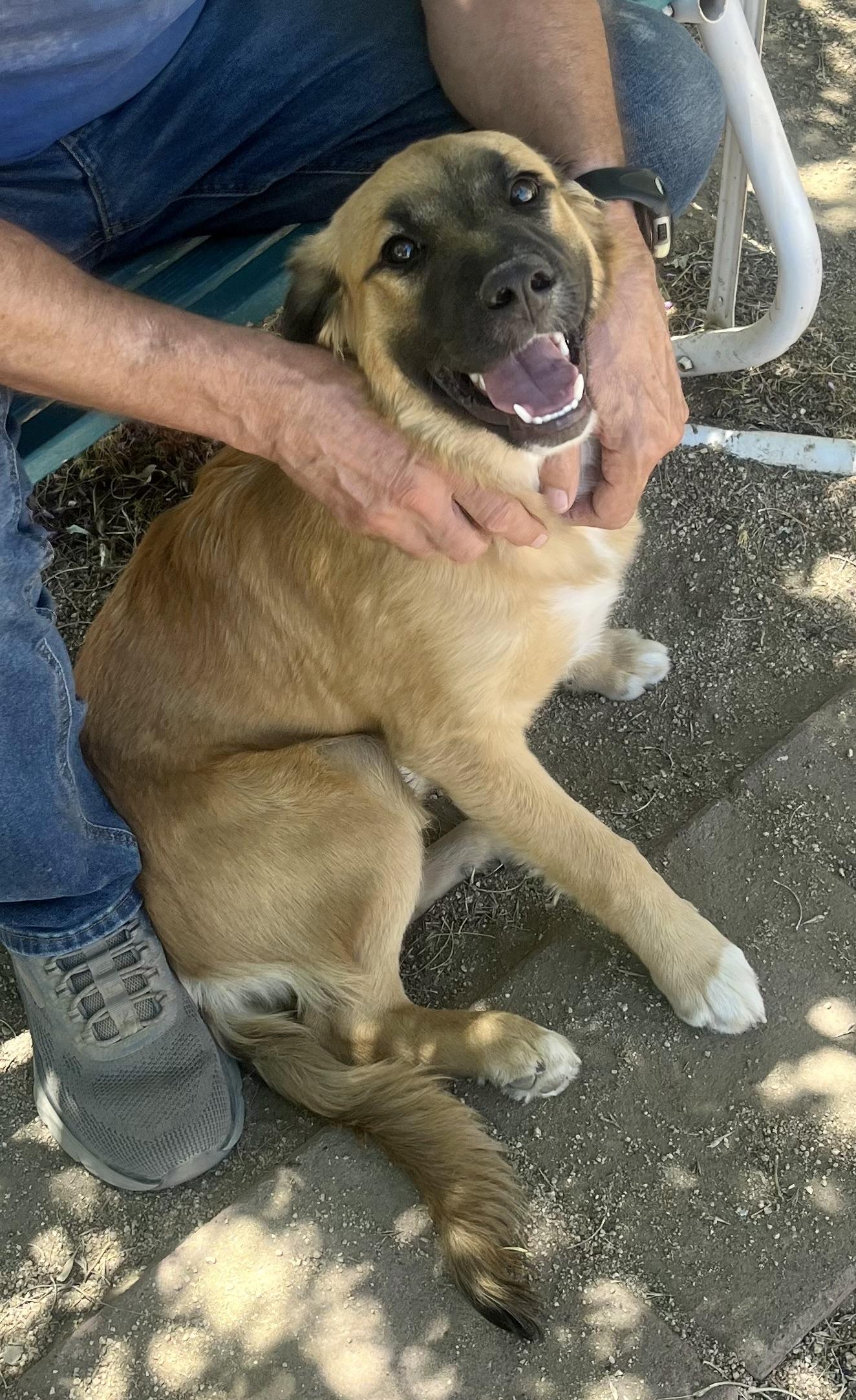 Daisy, an adopted mixed breed in Lancaster, CA image 6/6