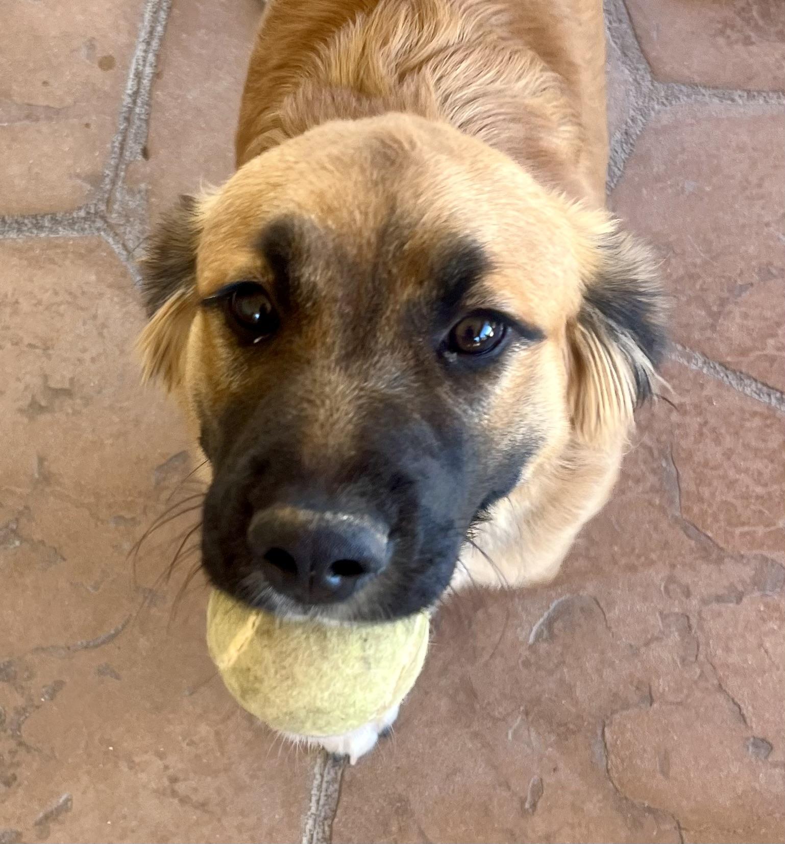 Daisy, an adopted mixed breed in Lancaster, CA image 5/6