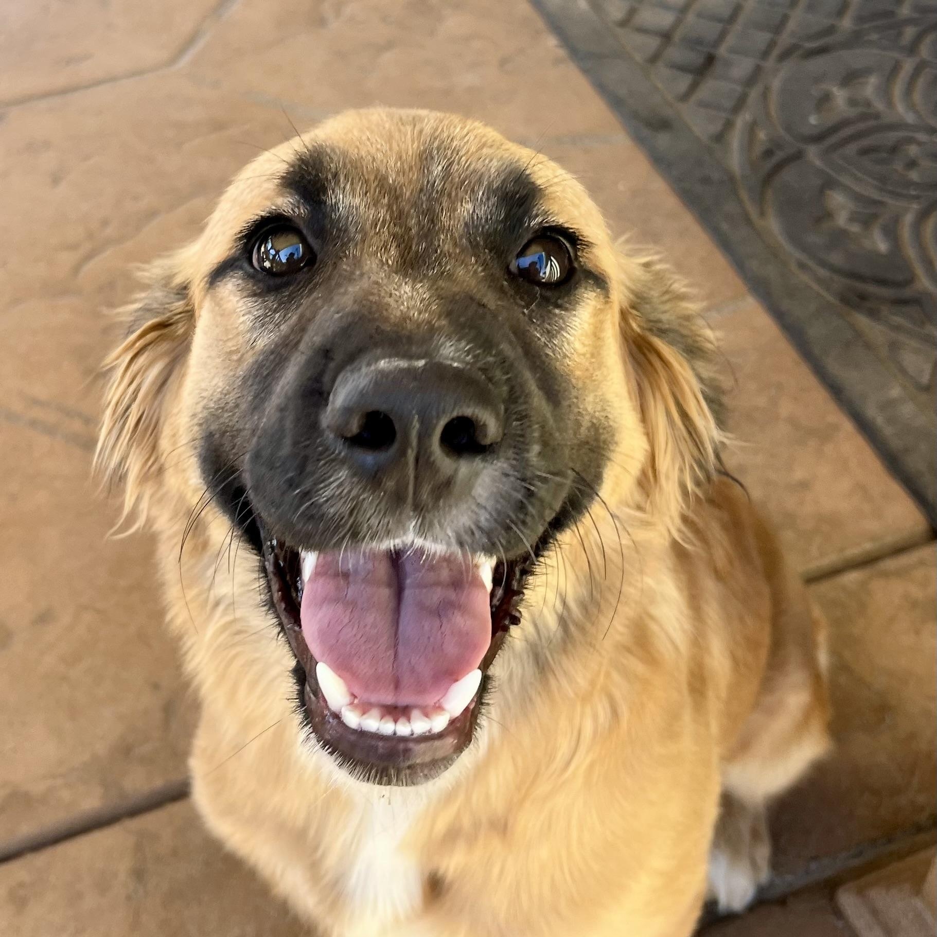 Daisy, adopted, Puppy Female Golden Retriever & Shepherd.